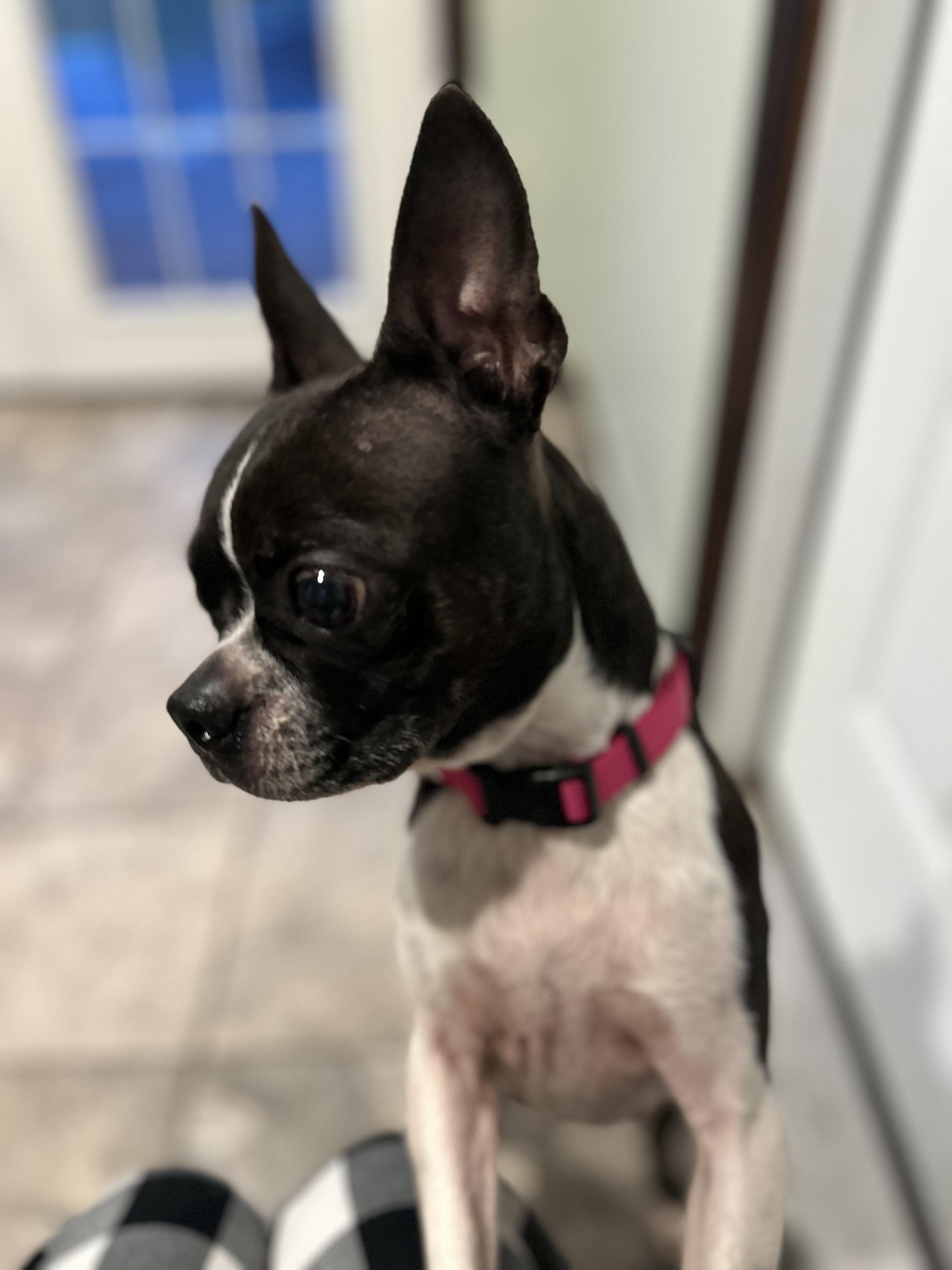 Enlarge Molly, a Adoptable Boston Terrier in Colchester, CT image 2/6