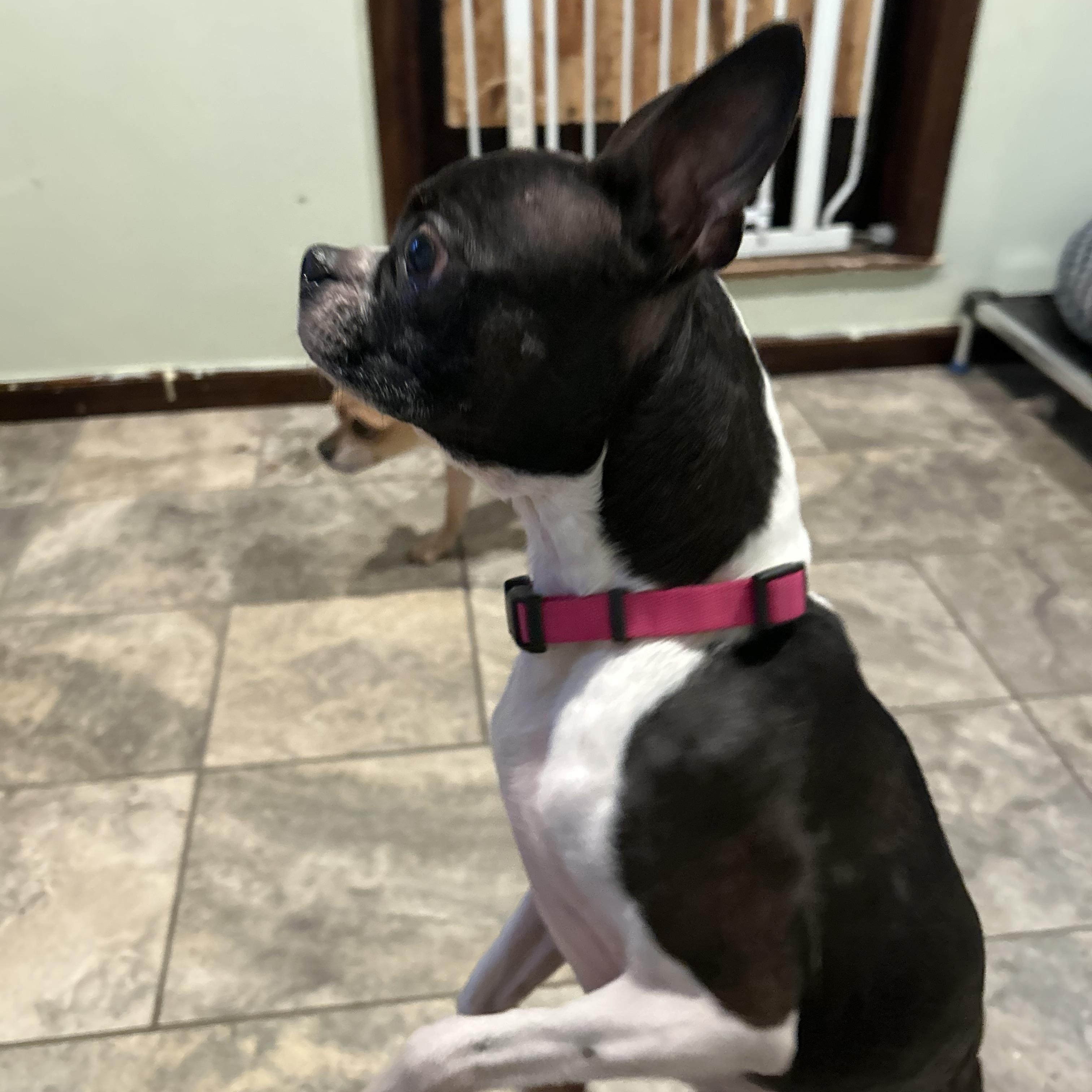 Enlarge Molly, a Adoptable Boston Terrier in Colchester, CT image 4/6