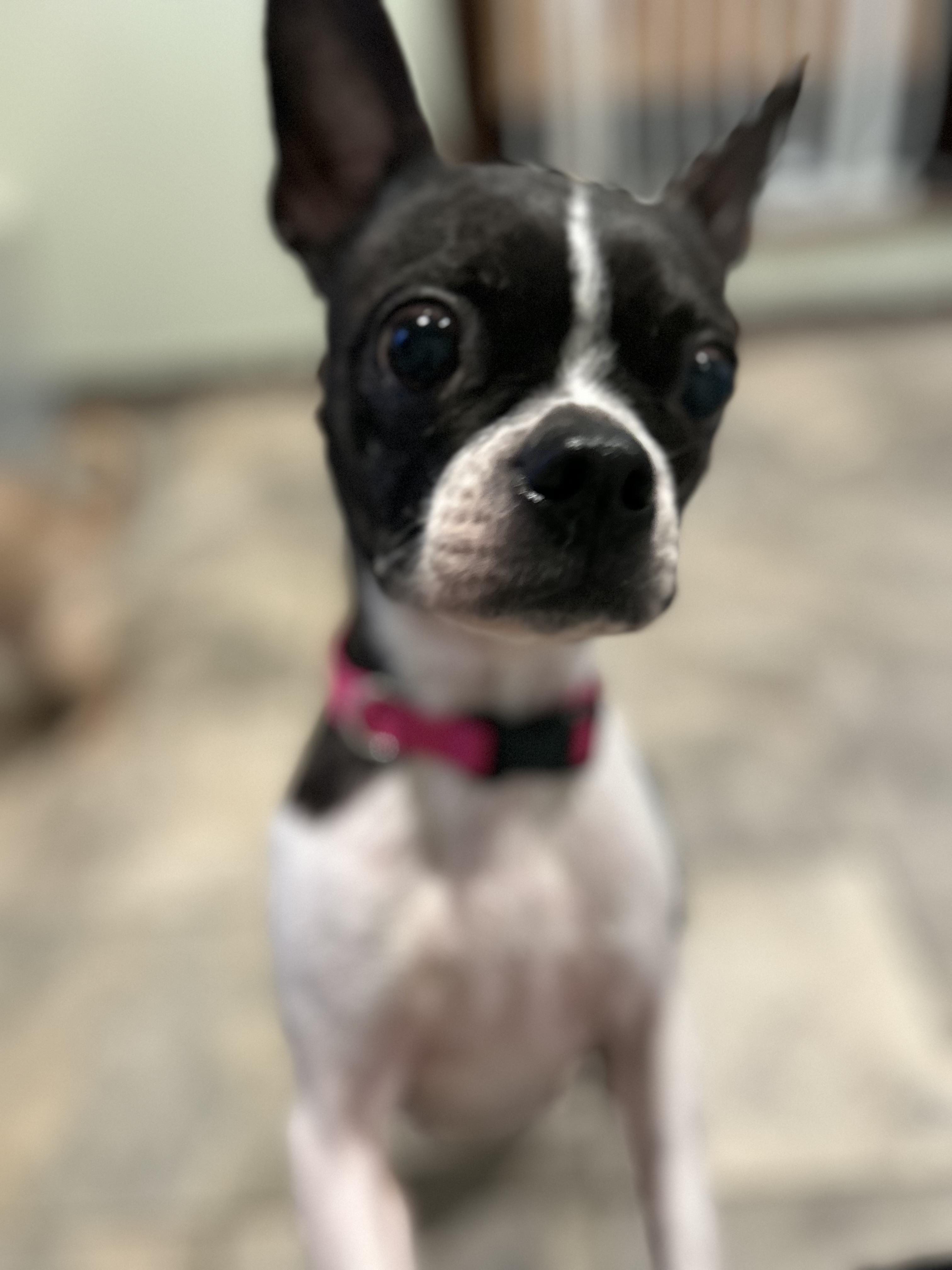 Enlarge Molly, a Adoptable Boston Terrier in Colchester, CT image 1/6