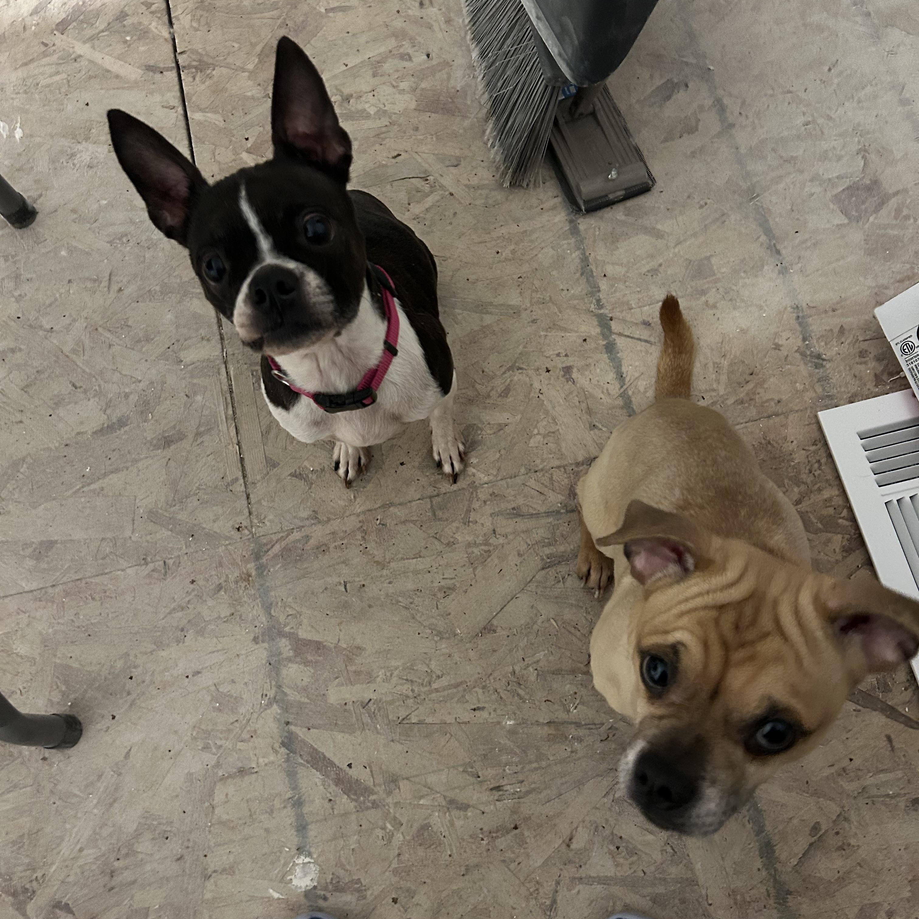 Enlarge Molly, a Adoptable Boston Terrier in Colchester, CT image 6/6