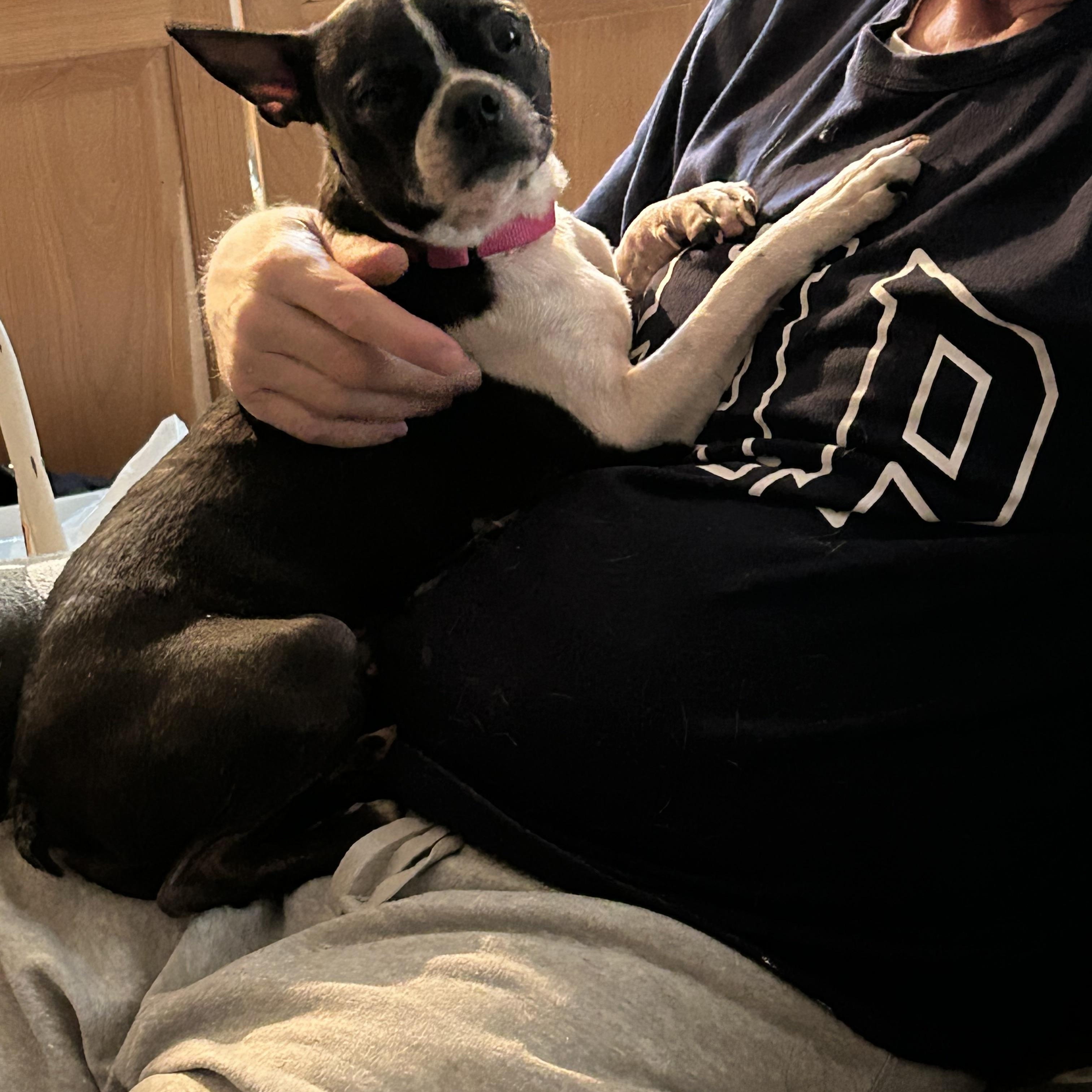 Enlarge Molly, a Adoptable Boston Terrier in Colchester, CT image 5/6