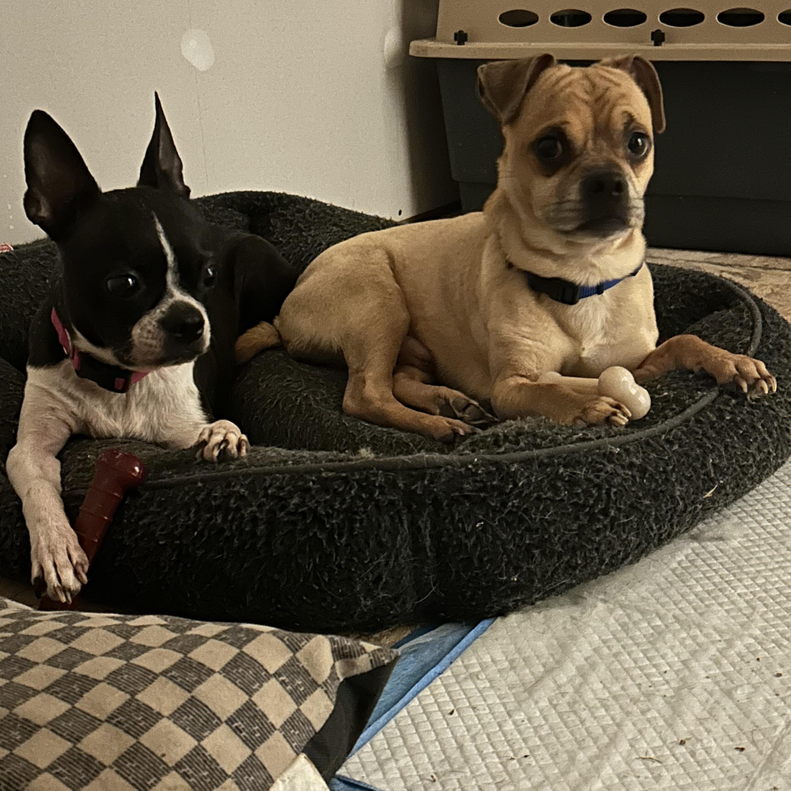 Enlarge Molly, a Adoptable Boston Terrier in Colchester, CT image 3/6