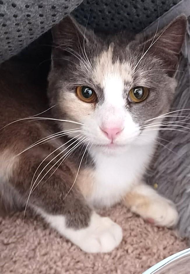 Enlarge Jade, an adopted Calico in Greenville, NC image 4/5