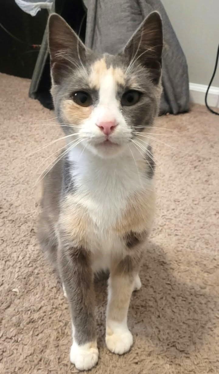 Enlarge Jade, an adopted Calico in Greenville, NC image 2/5