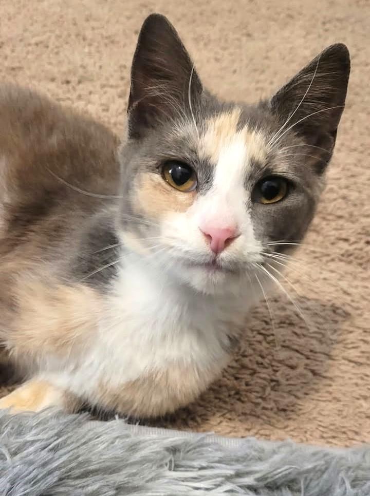 Jade, adopted, Young Female Calico.