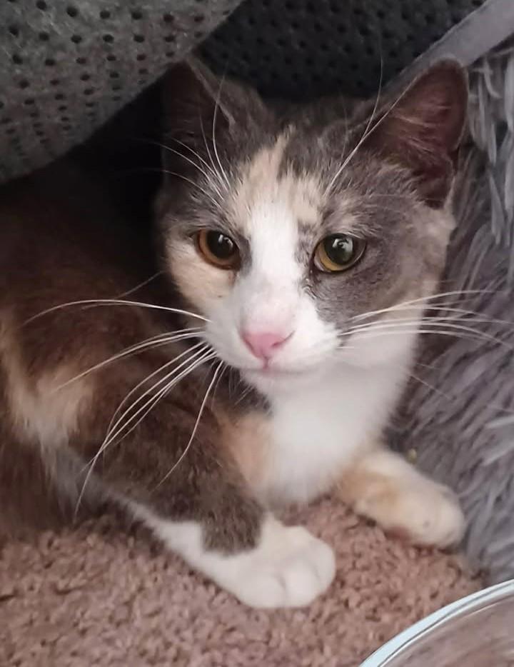 Enlarge Jade, an adopted Calico in Greenville, NC image 3/5