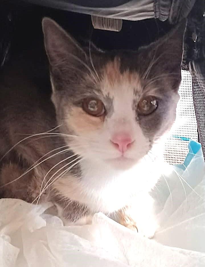 Enlarge Jade, an adopted Calico in Greenville, NC image 5/5