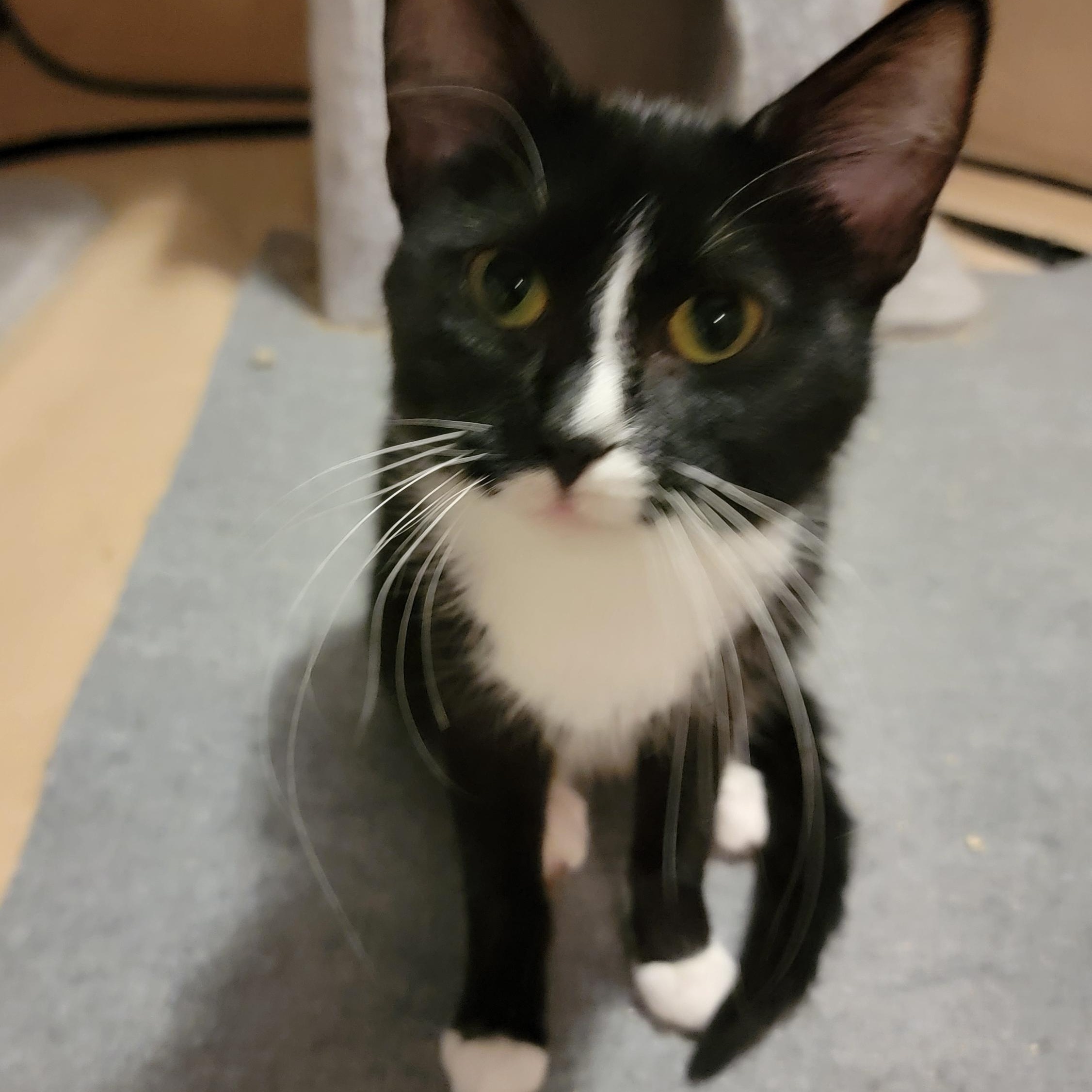 Beatrix, Adoptable, Young Female Tuxedo & Domestic Medium Hair.