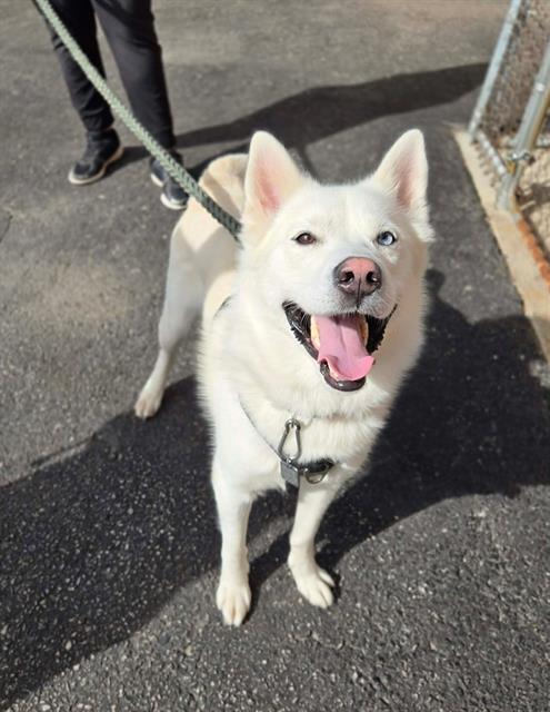 Enlarge COLBY, a Adoptable Siberian Husky in London, ON image 1/1
