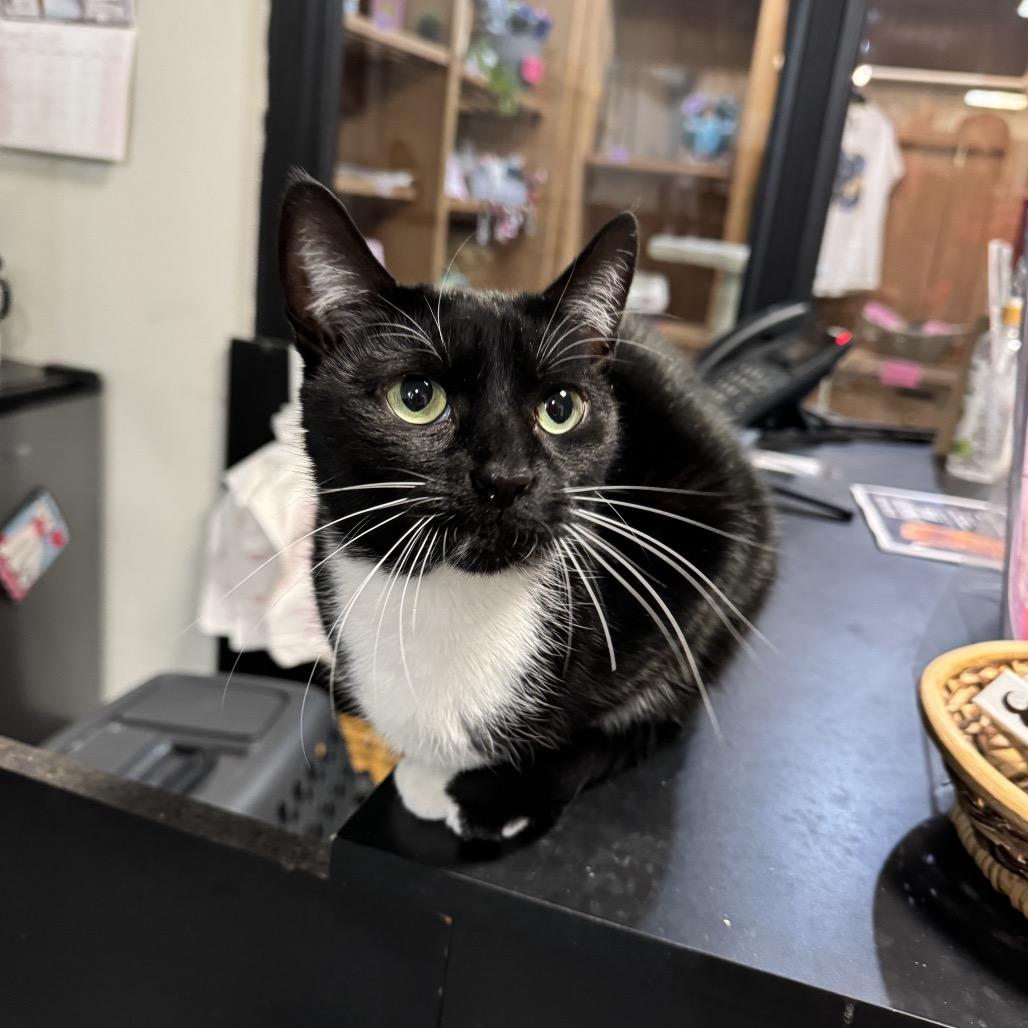 Lucina, Adoptable, Adult Female Domestic Short Hair.