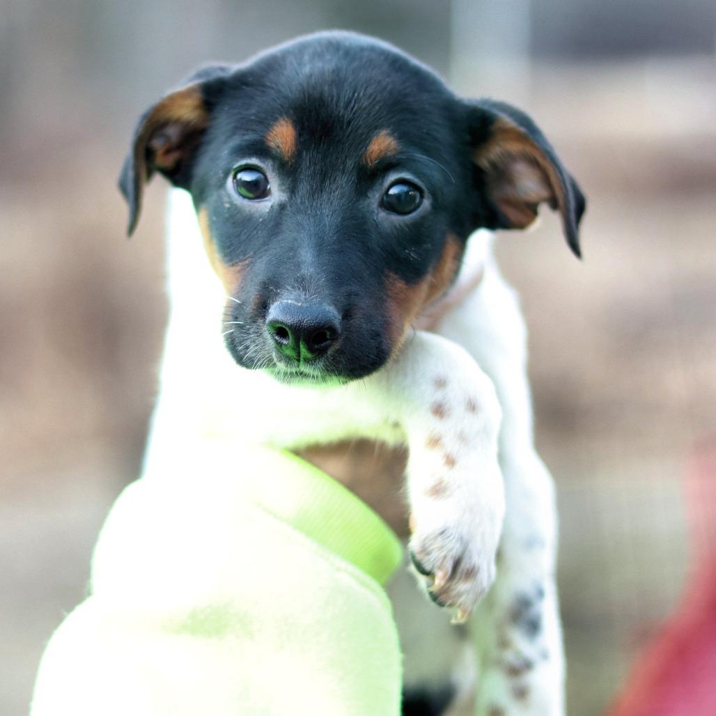 CT Snowshoe, a Adoptable mixed breed in Eastford, CT image 1/3