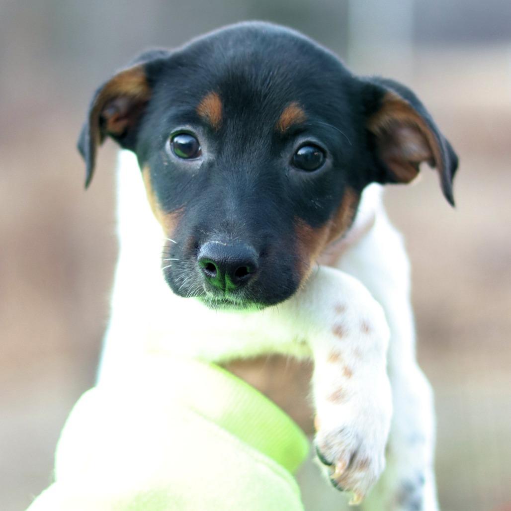CT Snowshoe, a Adoptable mixed breed in Eastford, CT image 2/3