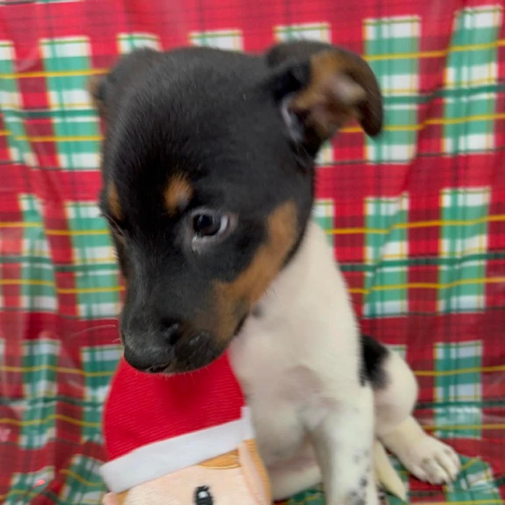 CT Snowshoe, a Adoptable mixed breed in Eastford, CT image 3/3