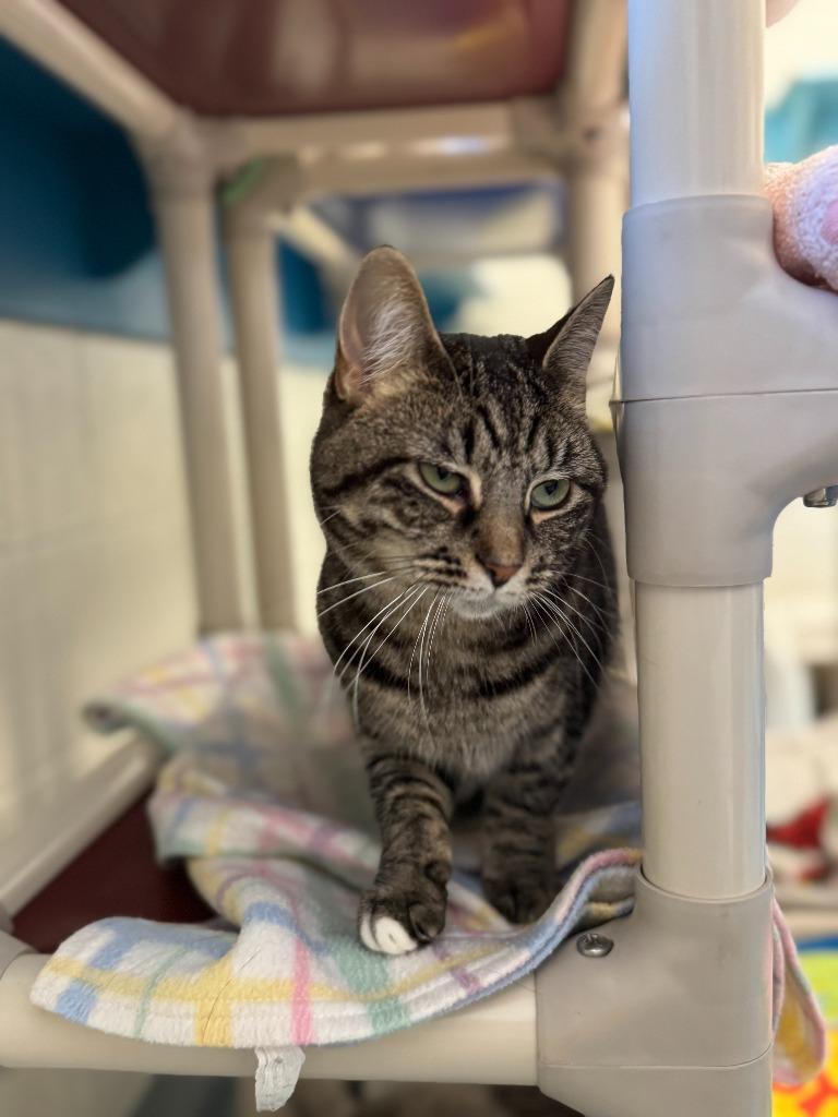 Deloris, Adoptable, Adult Female Domestic Short Hair.