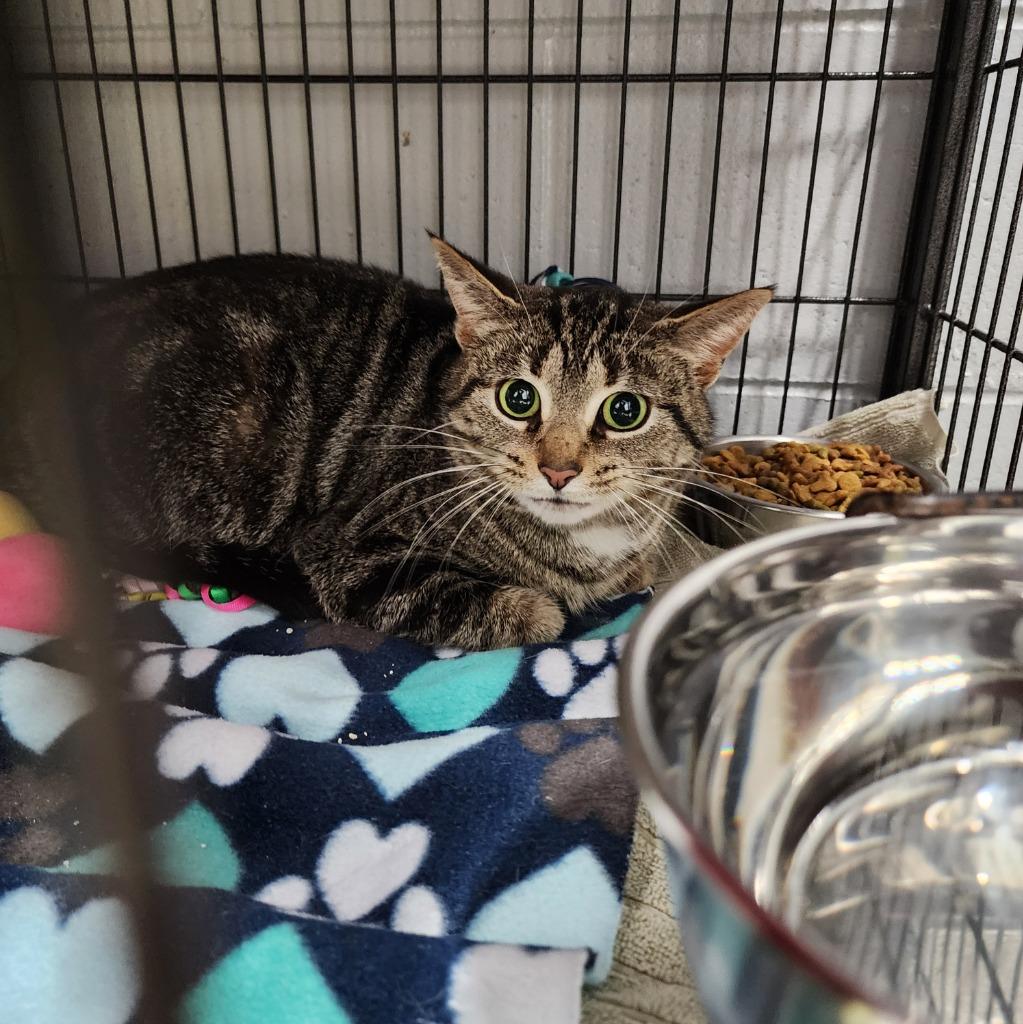 Enlarge Deloris, a Adoptable mixed breed in Muskegon, MI image 3/6