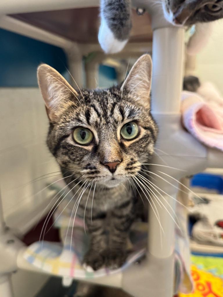 Enlarge Deloris, a Adoptable mixed breed in Muskegon, MI image 4/6