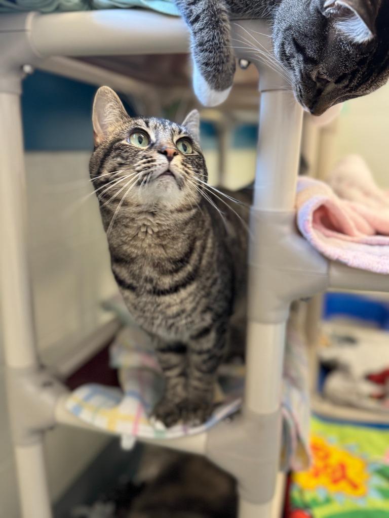 Deloris, a Adoptable mixed breed in Muskegon, MI image 6/6