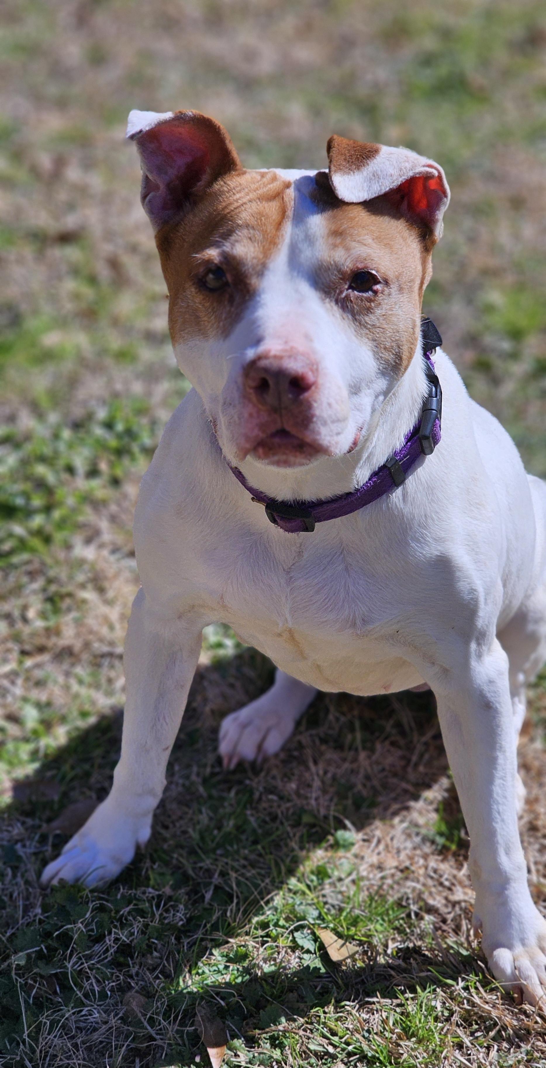 Jane, a Adoptable Pit Bull Terrier in Marshallville, GA image 4/6