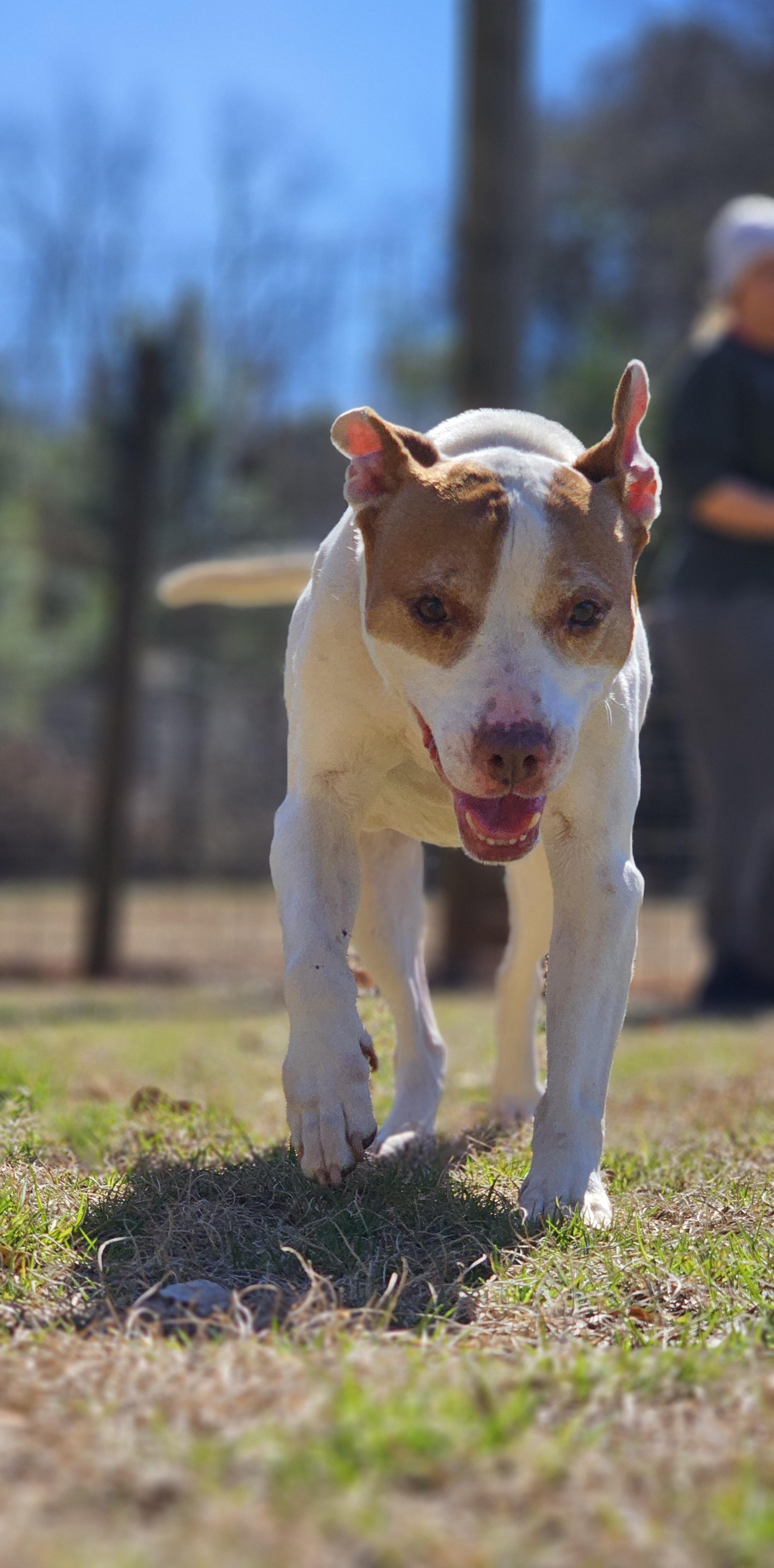 Jane, a Adoptable Pit Bull Terrier in Marshallville, GA image 5/6