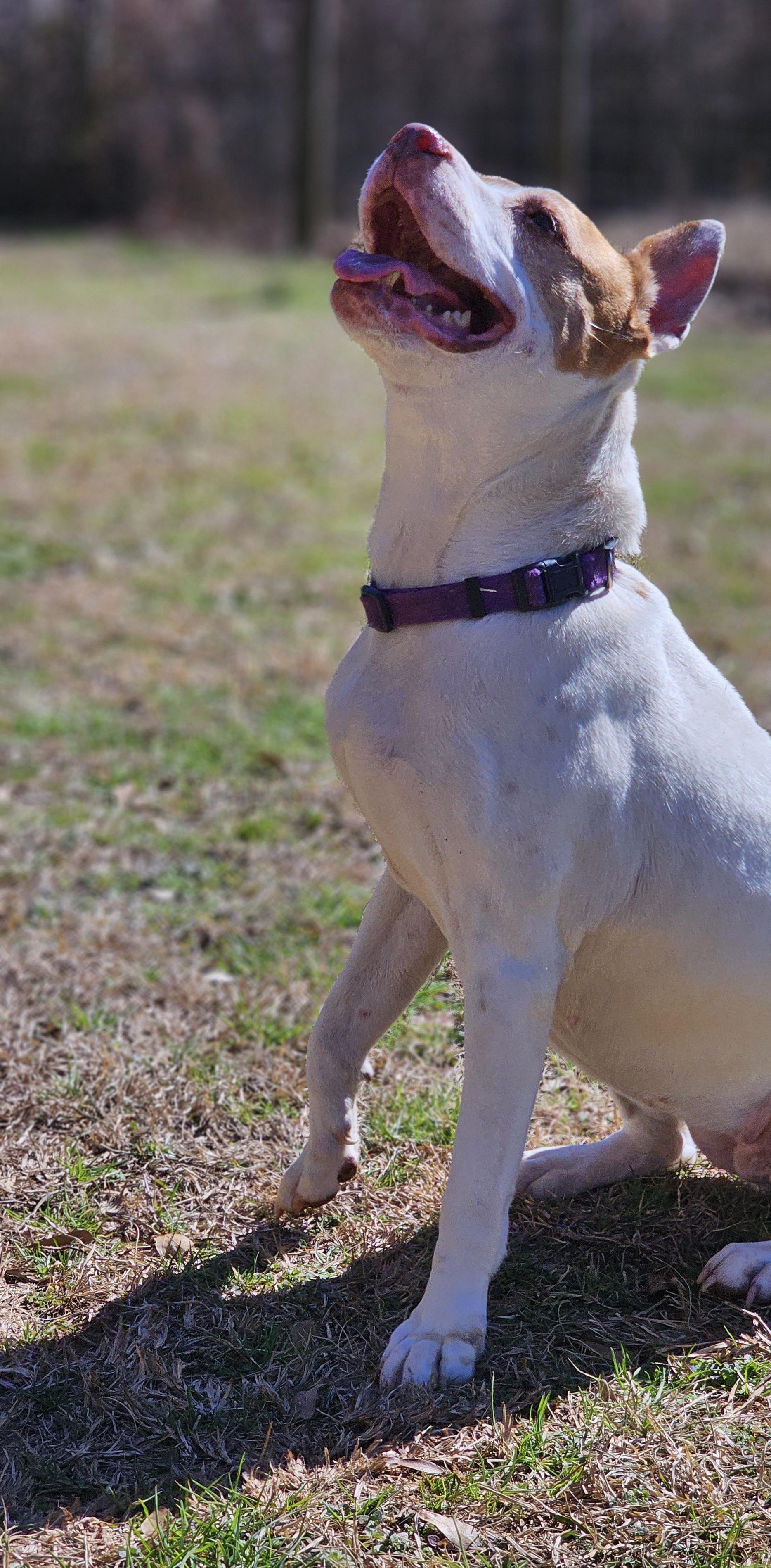 Jane, a Adoptable Pit Bull Terrier in Marshallville, GA image 6/6