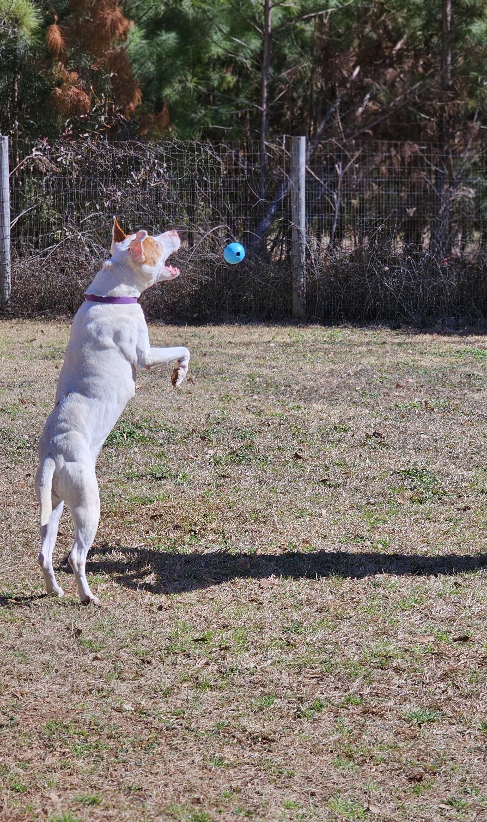 Jane, a Adoptable Pit Bull Terrier in Marshallville, GA image 3/6