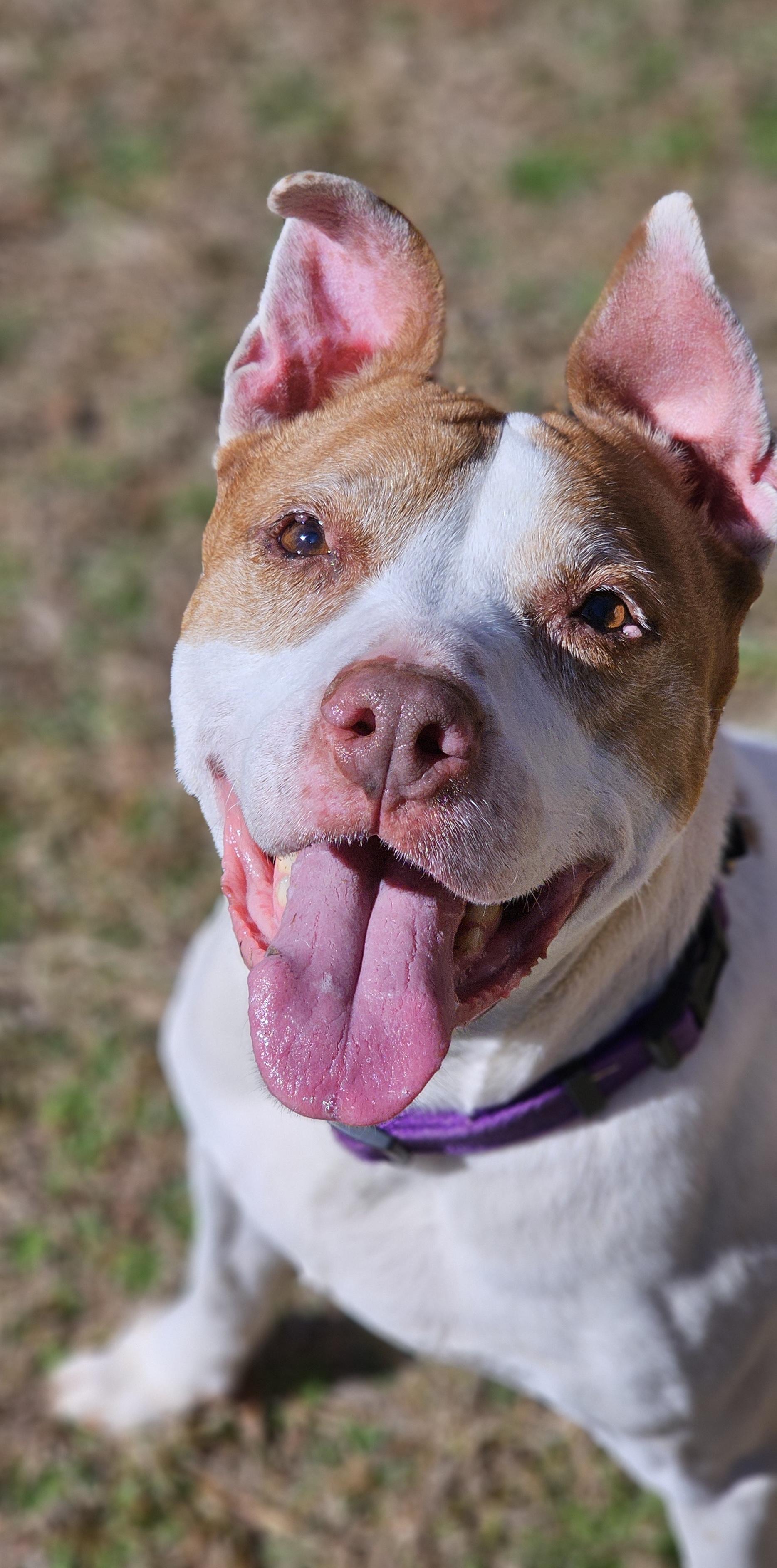 Jane, Adoptable, Senior Female Pit Bull Terrier.