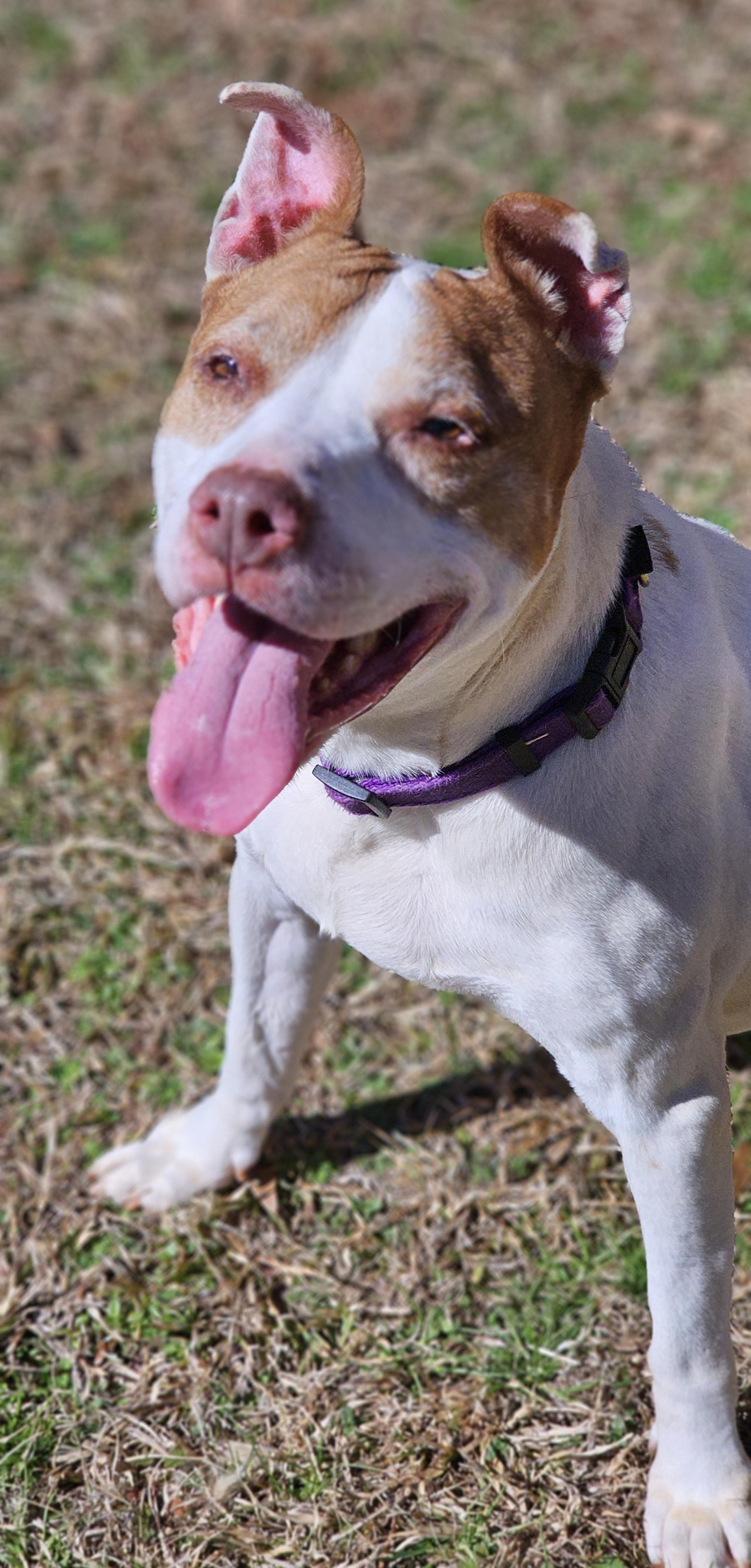 Jane, a Adoptable Pit Bull Terrier in Marshallville, GA image 2/6
