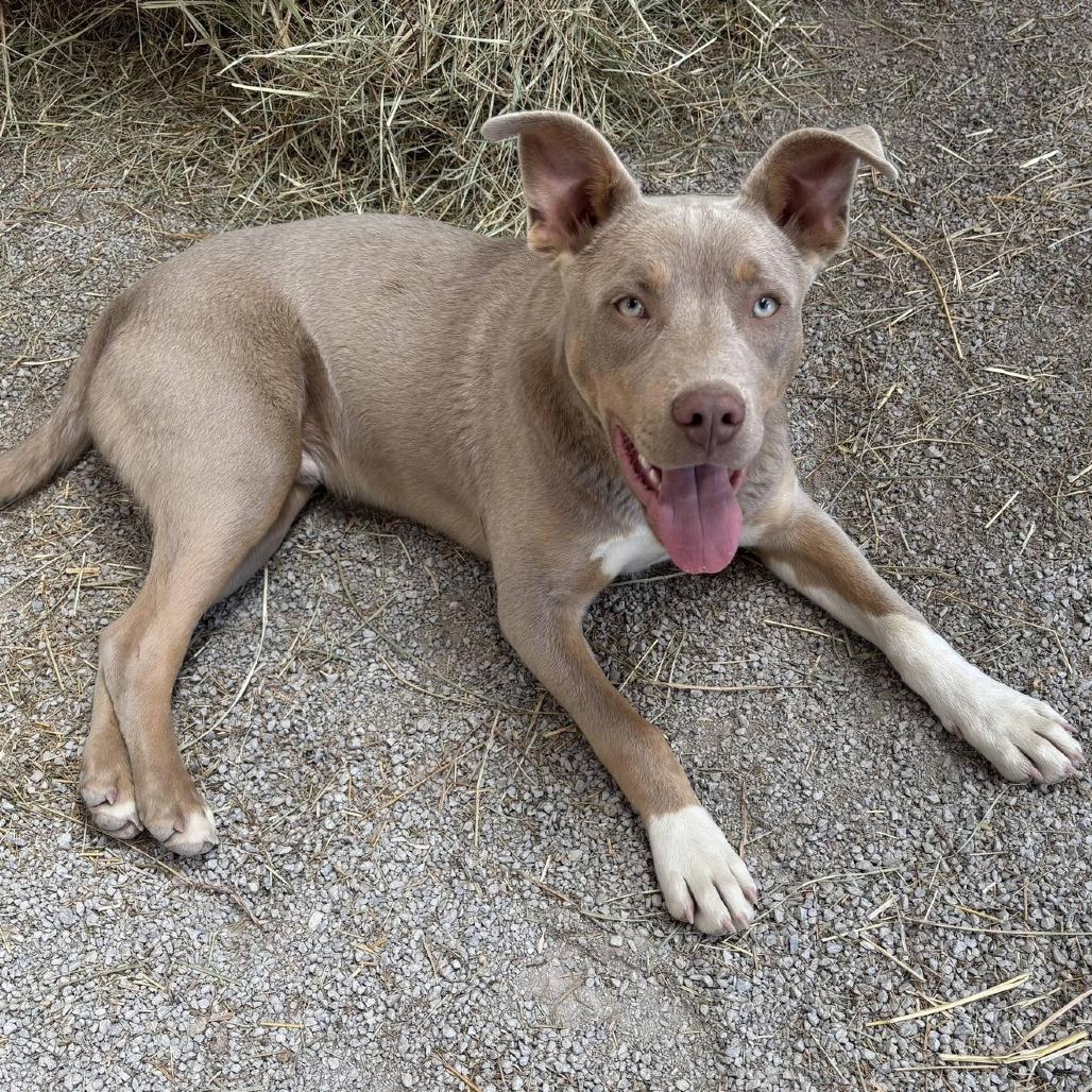 Enlarge Buddy, a Adoptable Mixed Breed in Pulaski, TN image 1/1