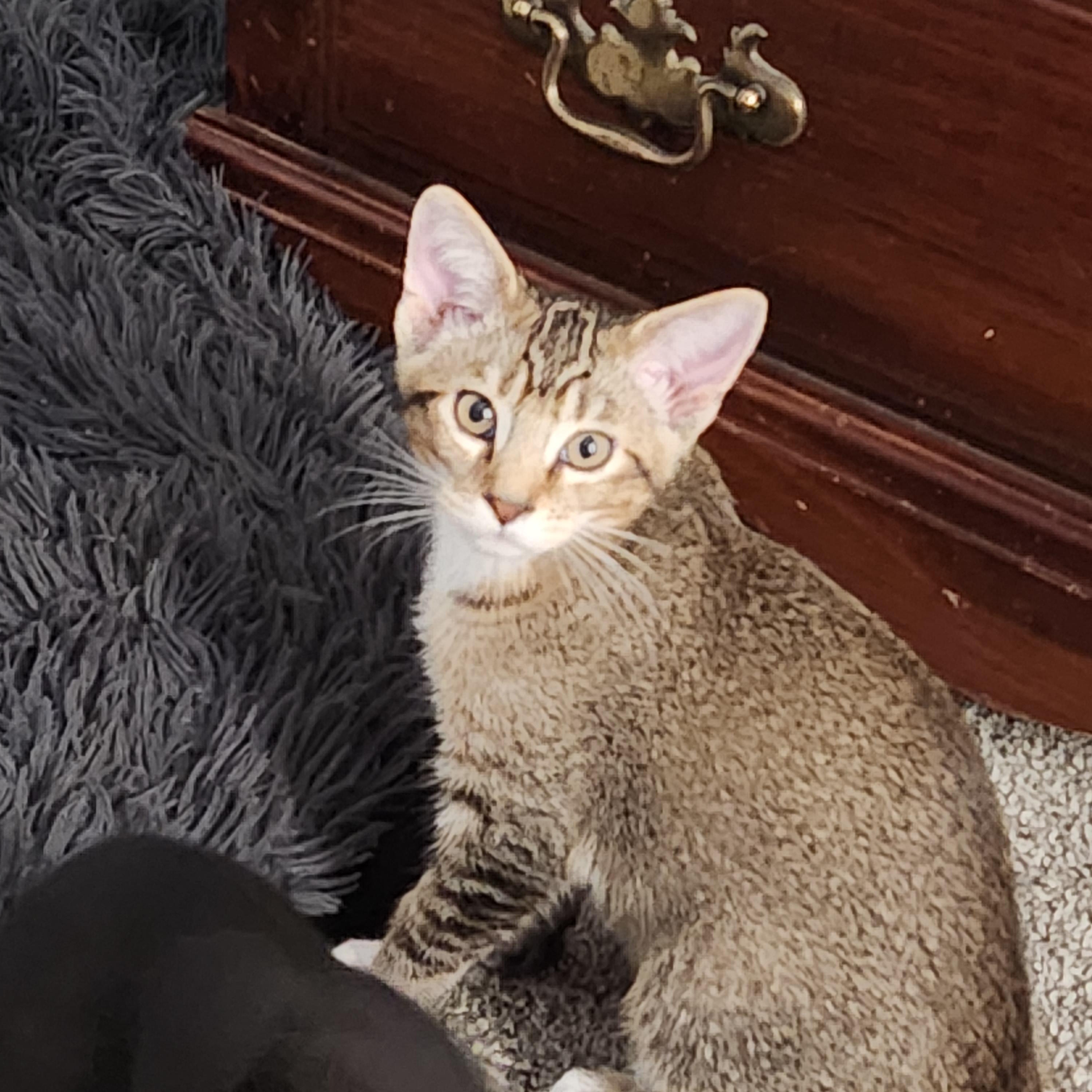 Barley, ADOPTABLE, Young Male Domestic Short Hair.