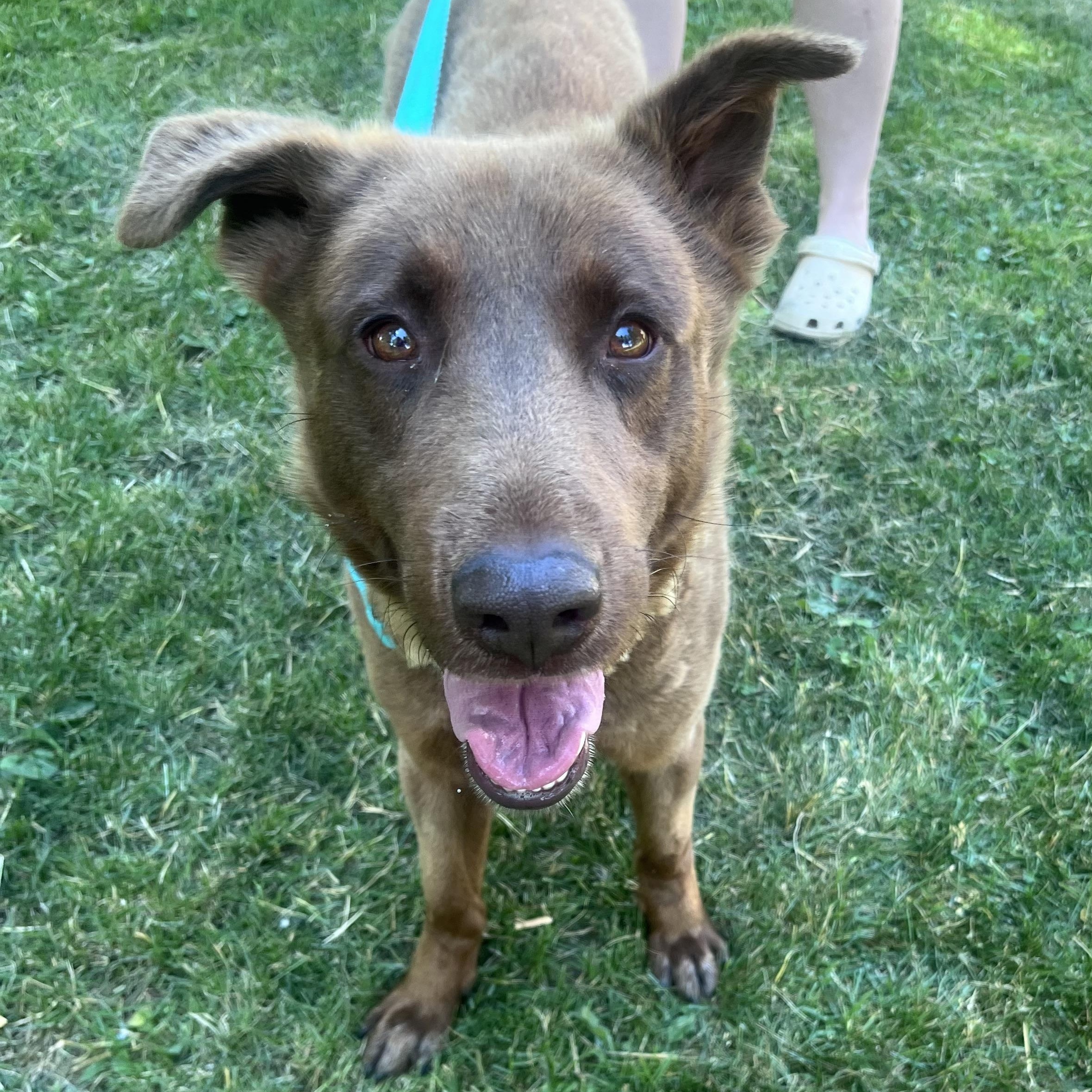 Enlarge Rowan, a ADOPTABLE mixed breed in Youngstown, OH image 3/5