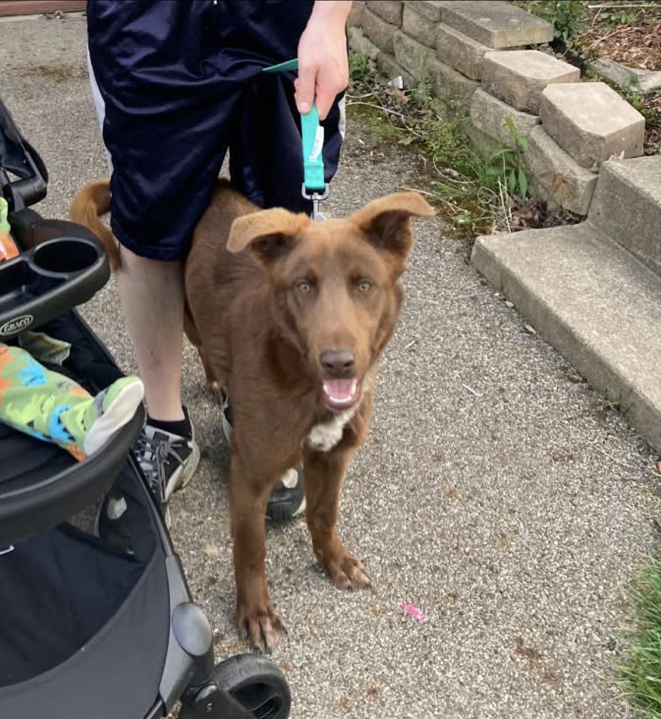 Enlarge Rowan, a ADOPTABLE mixed breed in Youngstown, OH image 4/5