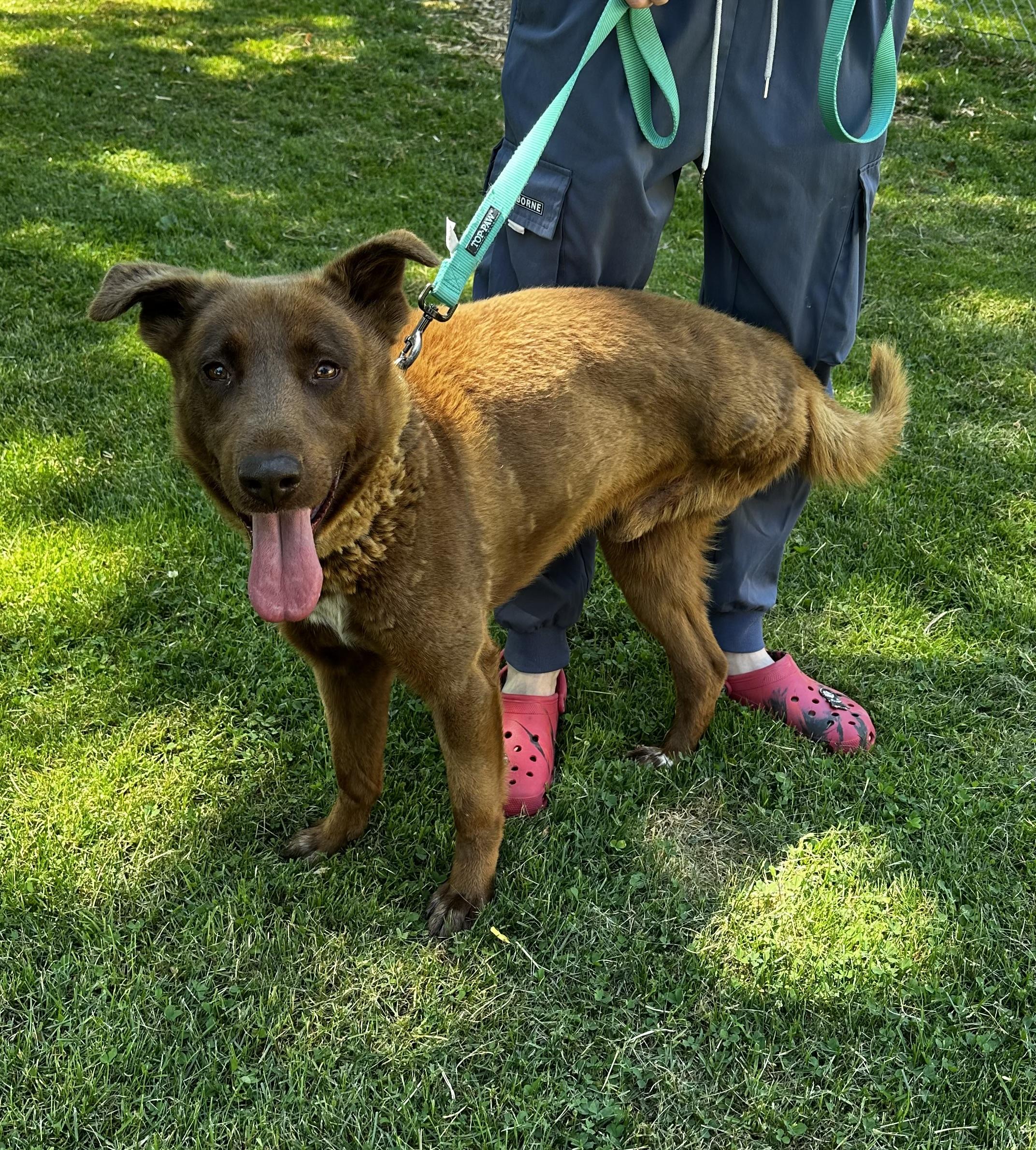 Enlarge Rowan, a ADOPTABLE mixed breed in Youngstown, OH image 1/5