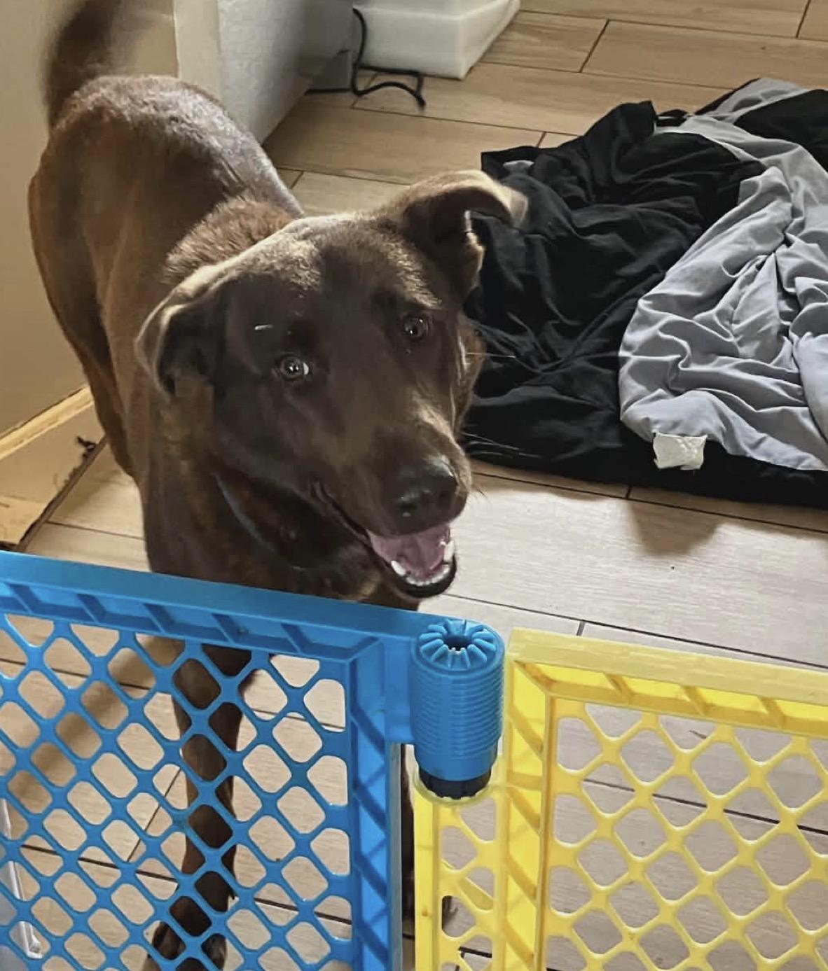 Enlarge Rowan, a ADOPTABLE mixed breed in Youngstown, OH image 5/5