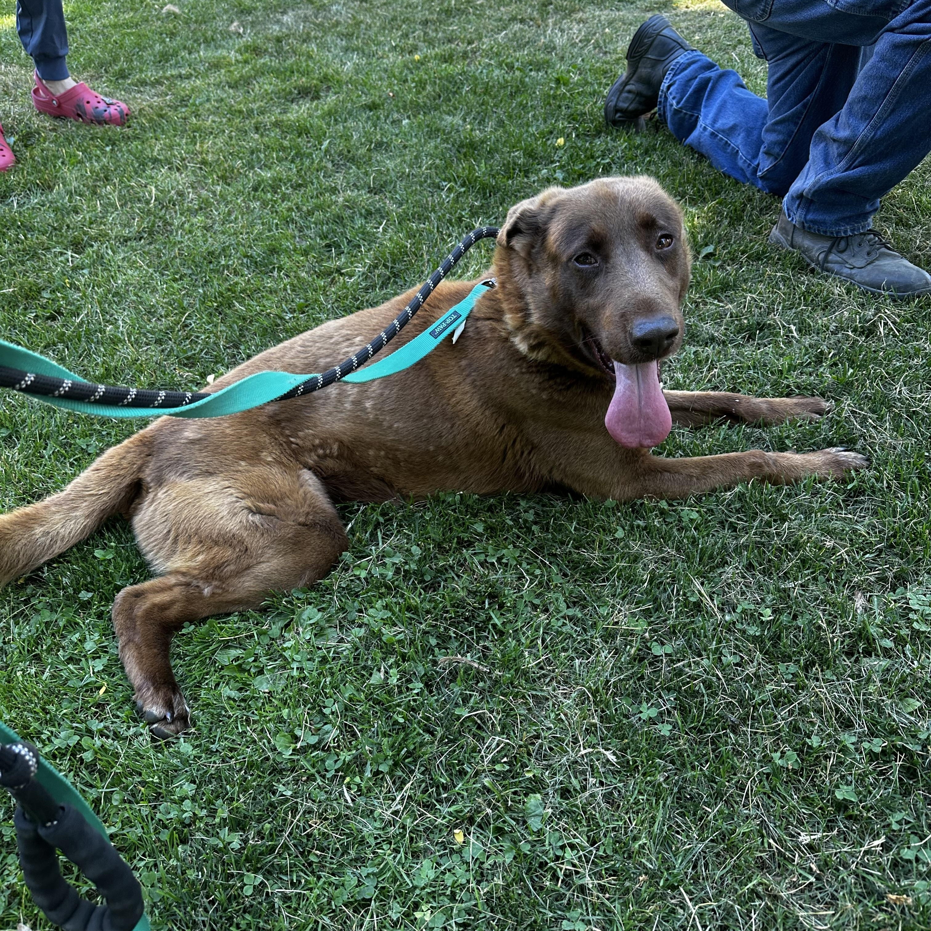 Enlarge Rowan, a ADOPTABLE mixed breed in Youngstown, OH image 2/5