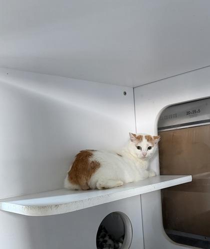 Enlarge Casey, a Adoptable Domestic Short Hair in Morton Grove, IL image 1/1