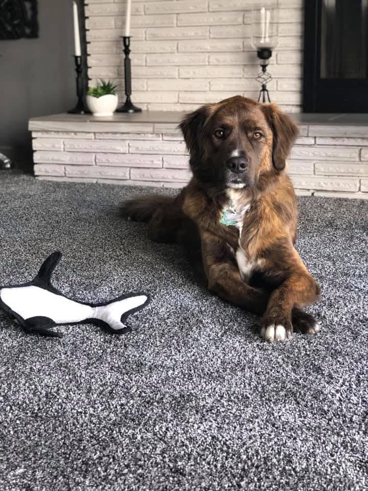 Enlarge Willow *COURTESY POST*, a ADOPTABLE Mixed Breed in Lewiston, ID image 1/4