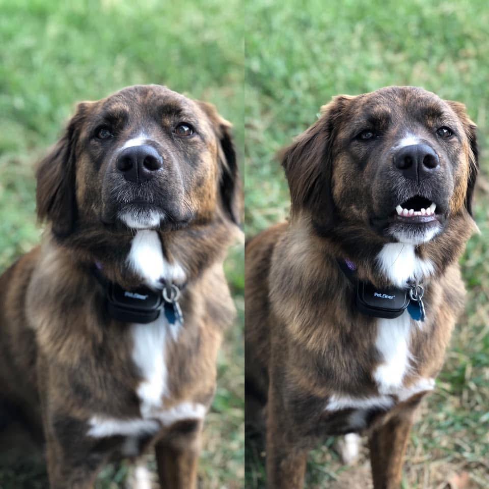 Enlarge Willow *COURTESY POST*, a ADOPTABLE Mixed Breed in Lewiston, ID image 4/4