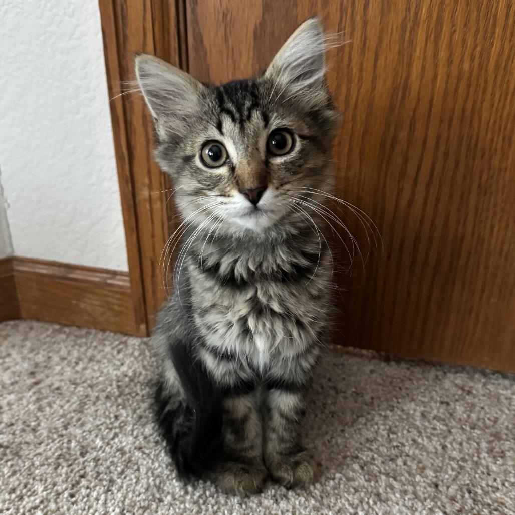 Totoro, Adoptable, Kitten Male Domestic Medium Hair & Domestic Short Hair.