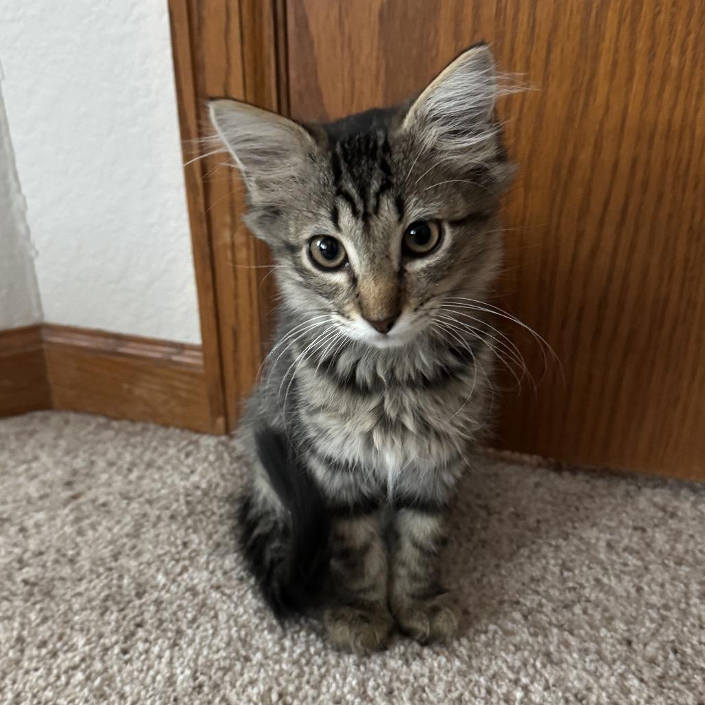 Totoro, a Adoptable mixed breed in Fort Collins, CO image 2/3