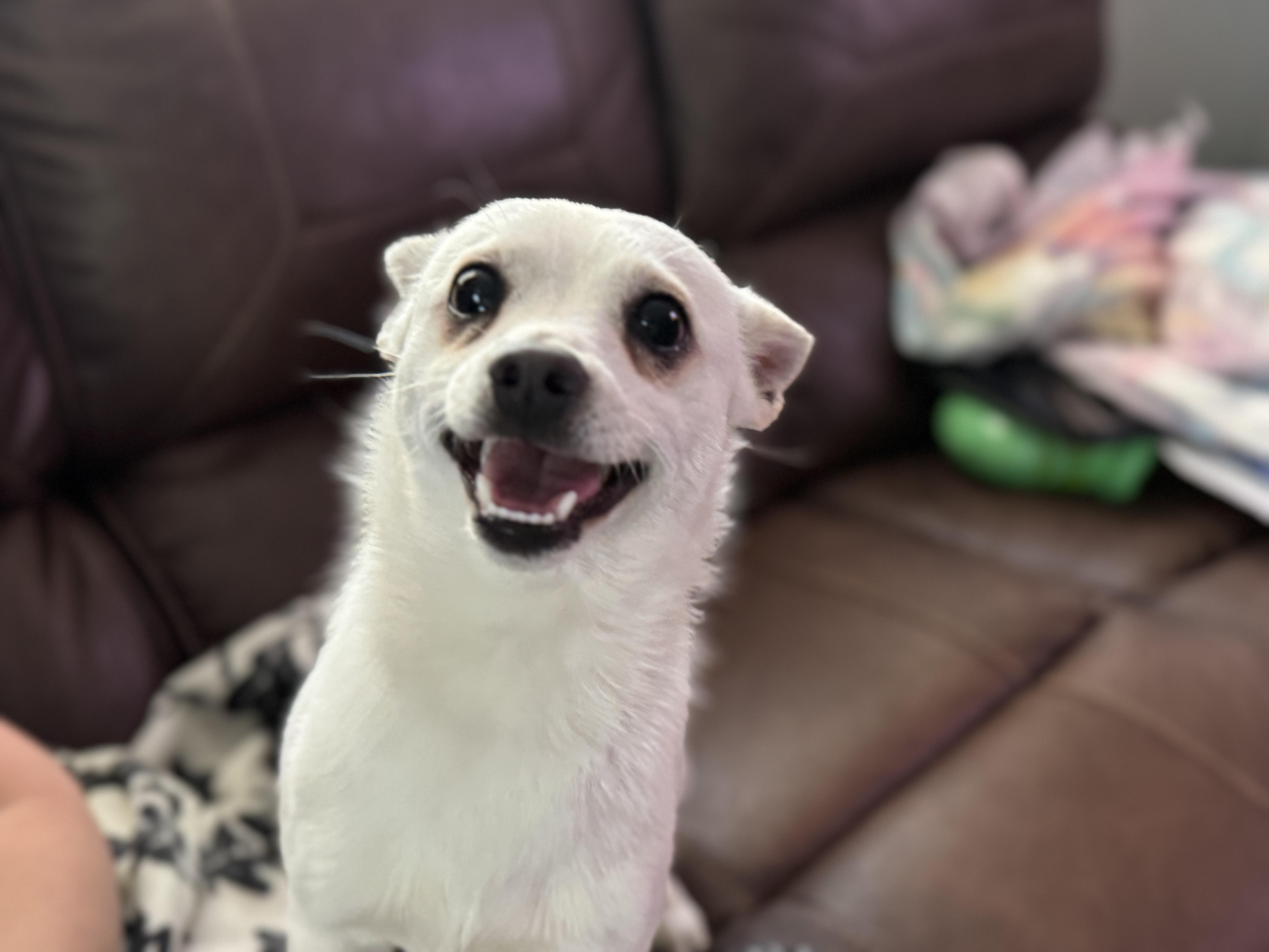 Olaf, ADOPTABLE, Young Male Chihuahua & Pomeranian.