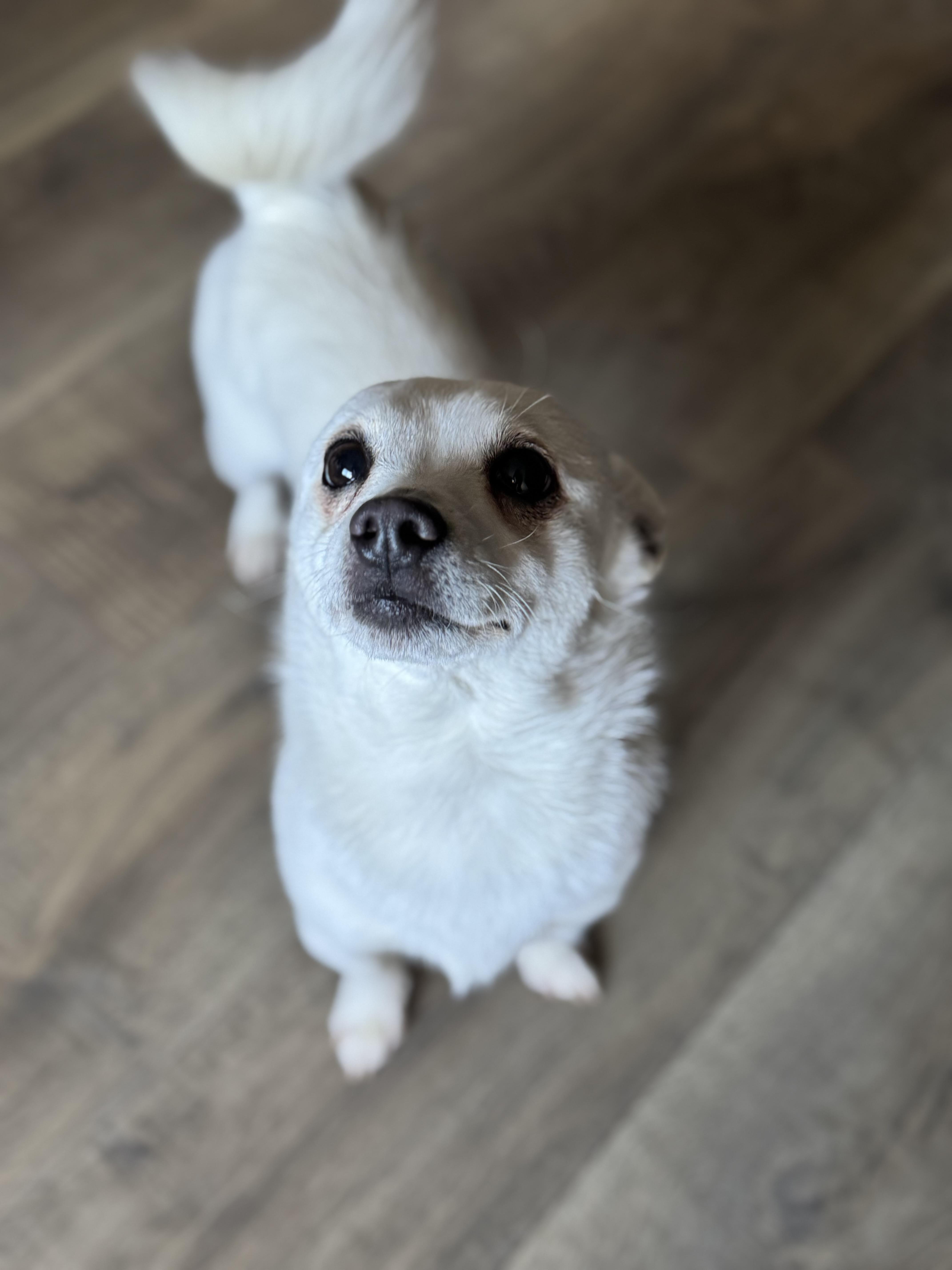 Enlarge Olaf, a ADOPTABLE mixed breed in Petaluma, CA image 4/4