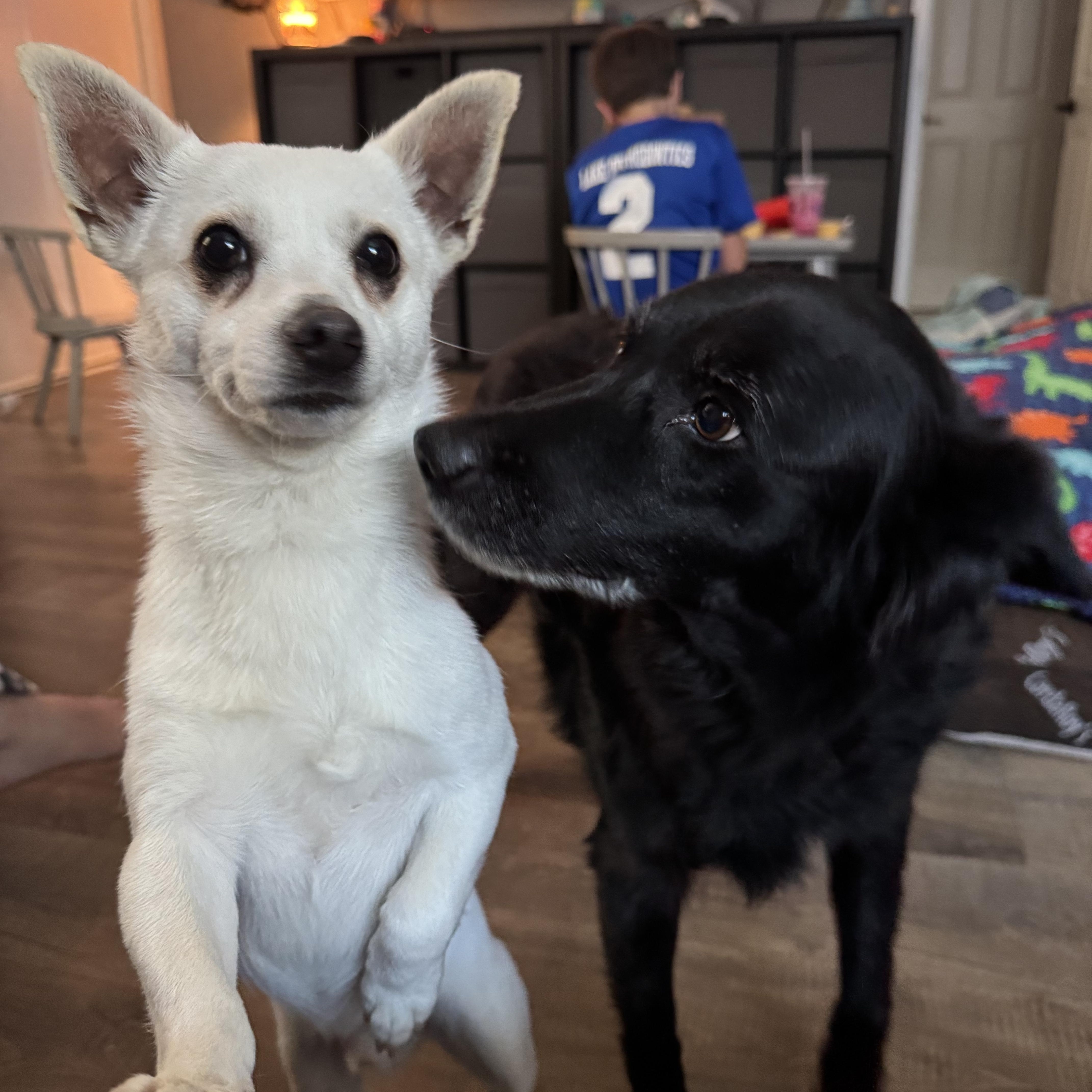 Enlarge Olaf, a ADOPTABLE mixed breed in Petaluma, CA image 2/4