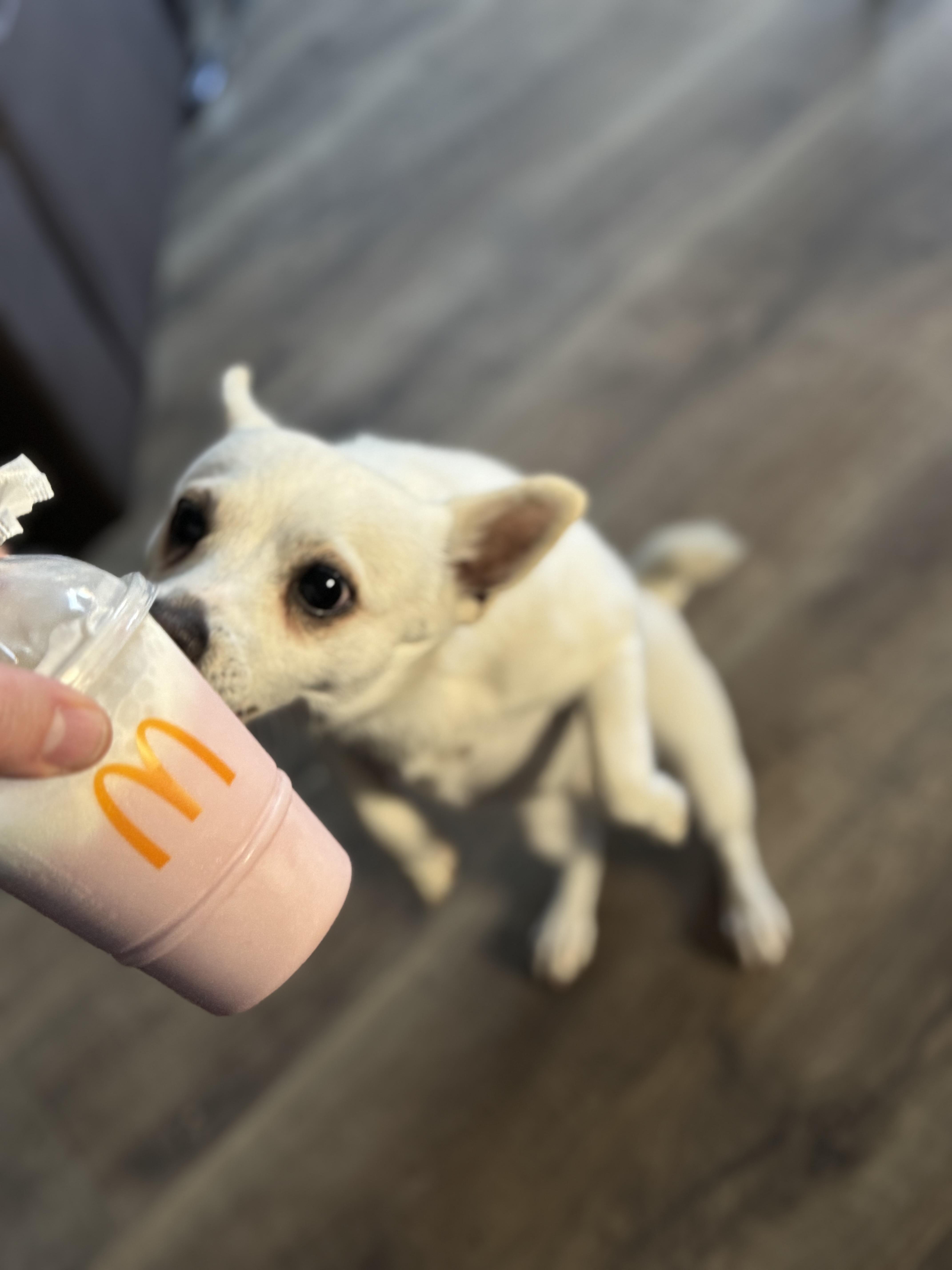 Enlarge Olaf, a ADOPTABLE mixed breed in Petaluma, CA image 3/4