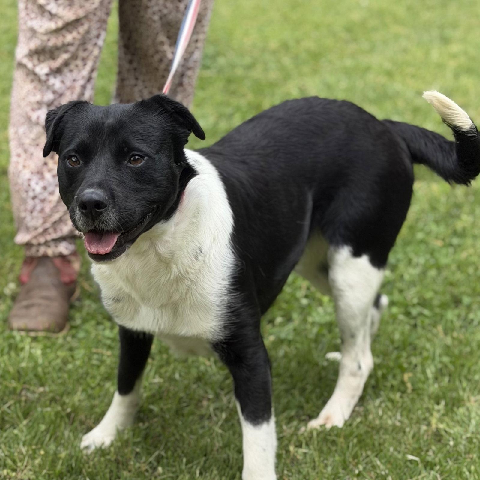 Enlarge BALLENA, a Adoptable mixed breed in NEWTOWN, PA image 1/3