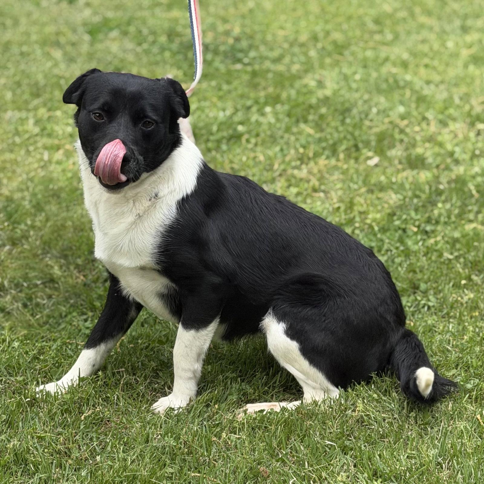 Enlarge BALLENA, a Adoptable mixed breed in NEWTOWN, PA image 2/3