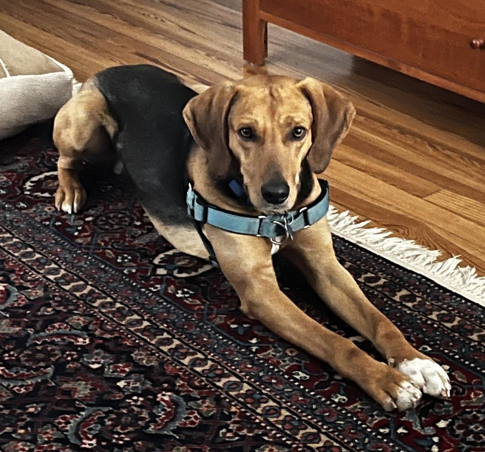 Traveler, Adoptable, Adult Male Hound.