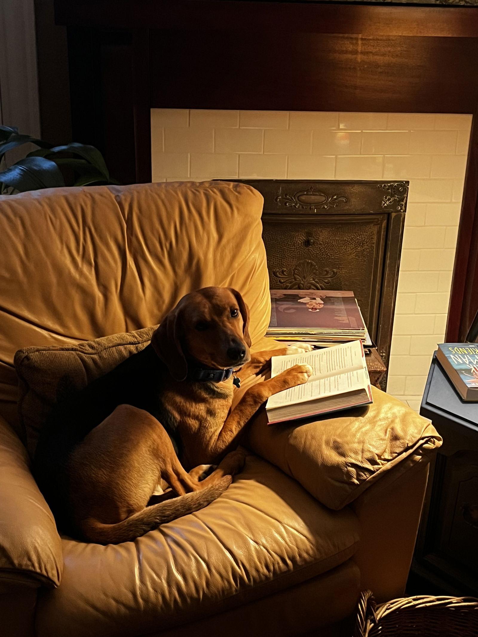 Enlarge Traveler, a Adoptable Hound in Richmond, VA image 2/3