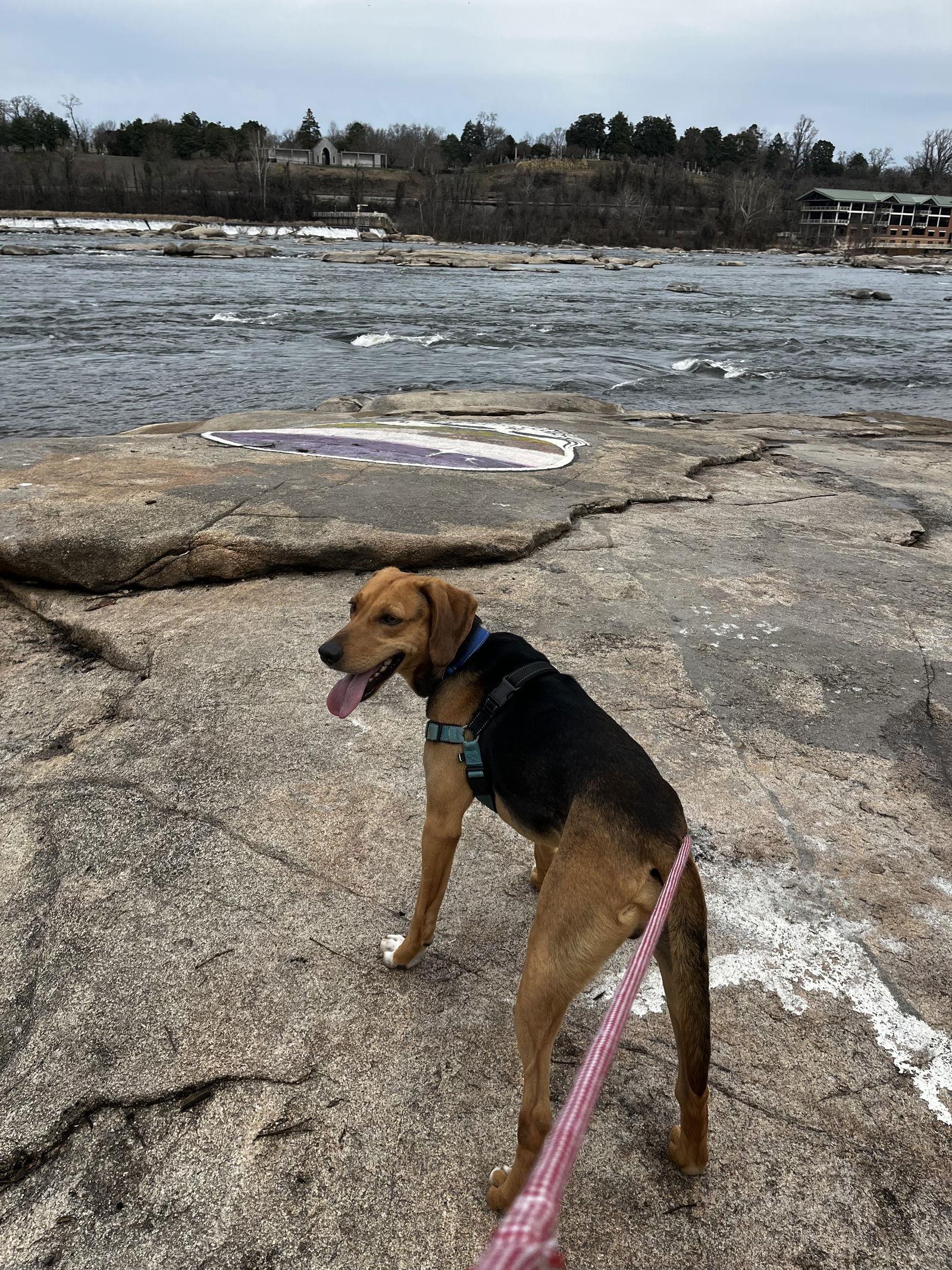 Enlarge Traveler, a Adoptable Hound in Richmond, VA image 3/3