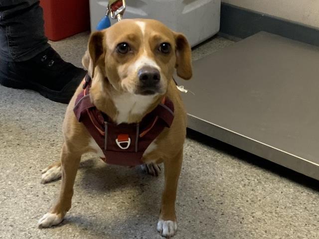 Enlarge PERRI, a Adoptable mixed breed in Visalia, CA image 1/1