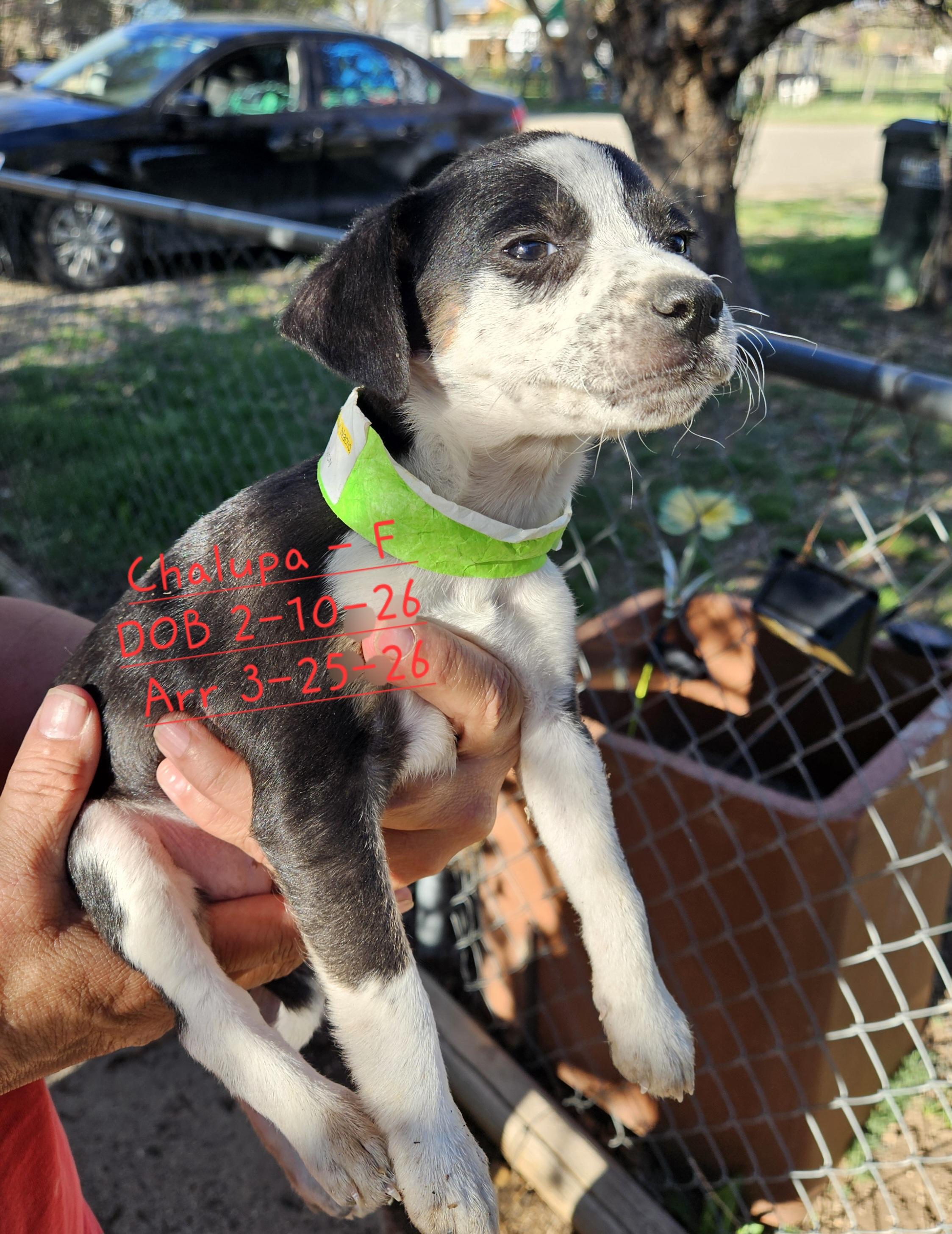 Enlarge Chalupa, a Adopted mixed breed in Nucla, CO image 1/1